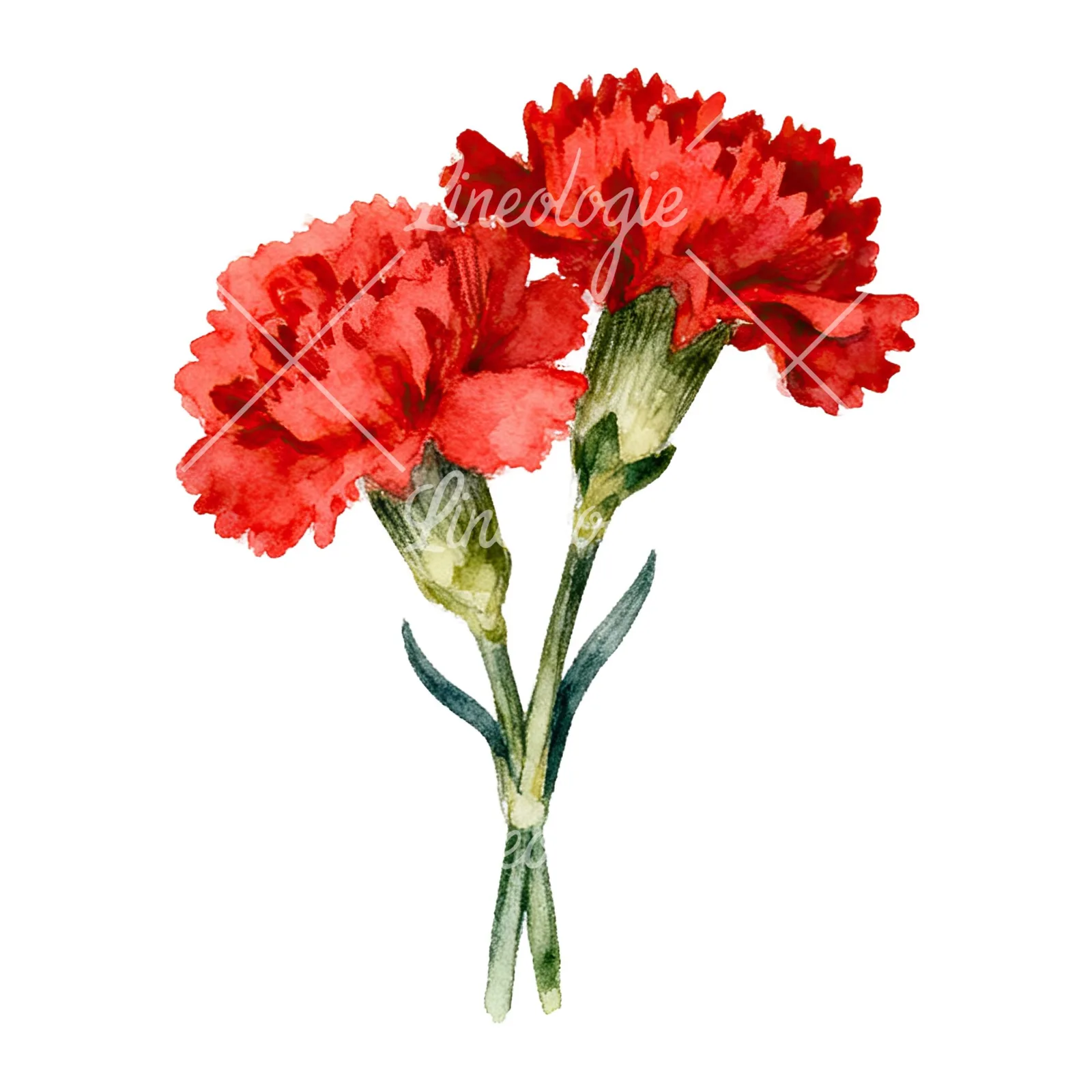 Watercolor red carnation bouquet clipart 8 of 9 on a white background (JPG)