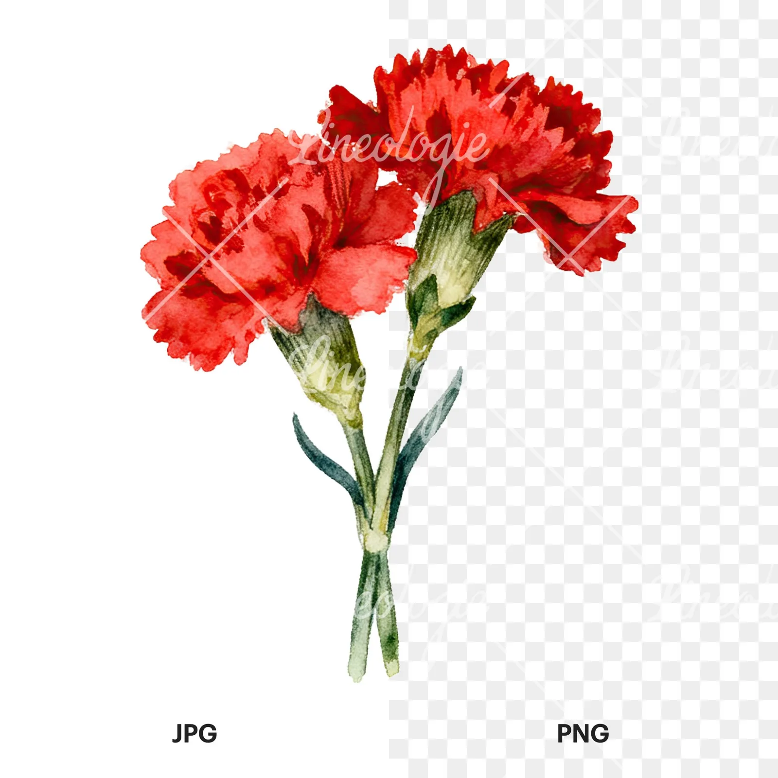 Watercolor red carnation bouquet clipart 8 of 9, as a JPG on white and a transparent PNG