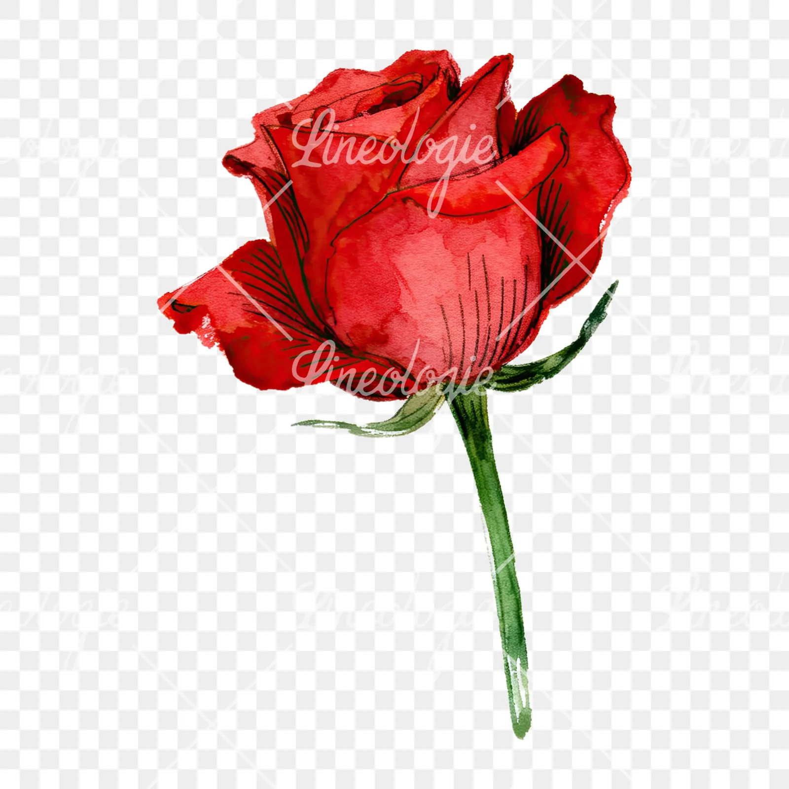 Watercolor red rose clipart 3 of 9 on a transparent background (PNG)