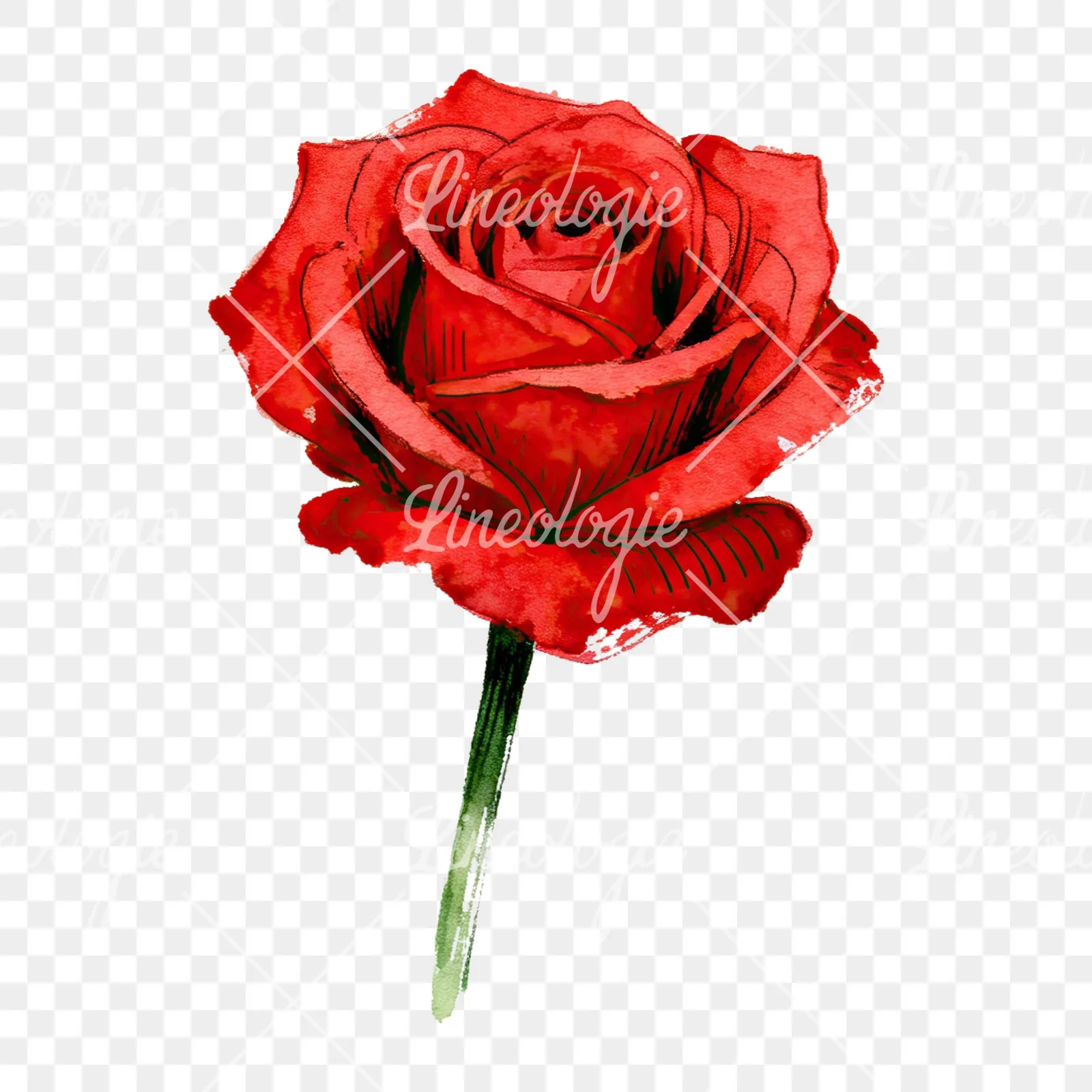 Watercolor red rose clipart 5 of 9 on a transparent background (PNG)