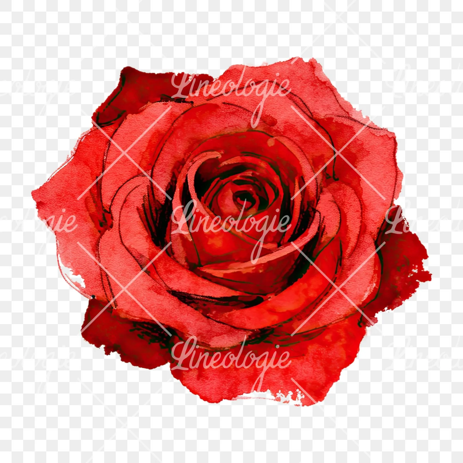 Watercolor red rose clipart 8 of 9 on a transparent background (PNG)