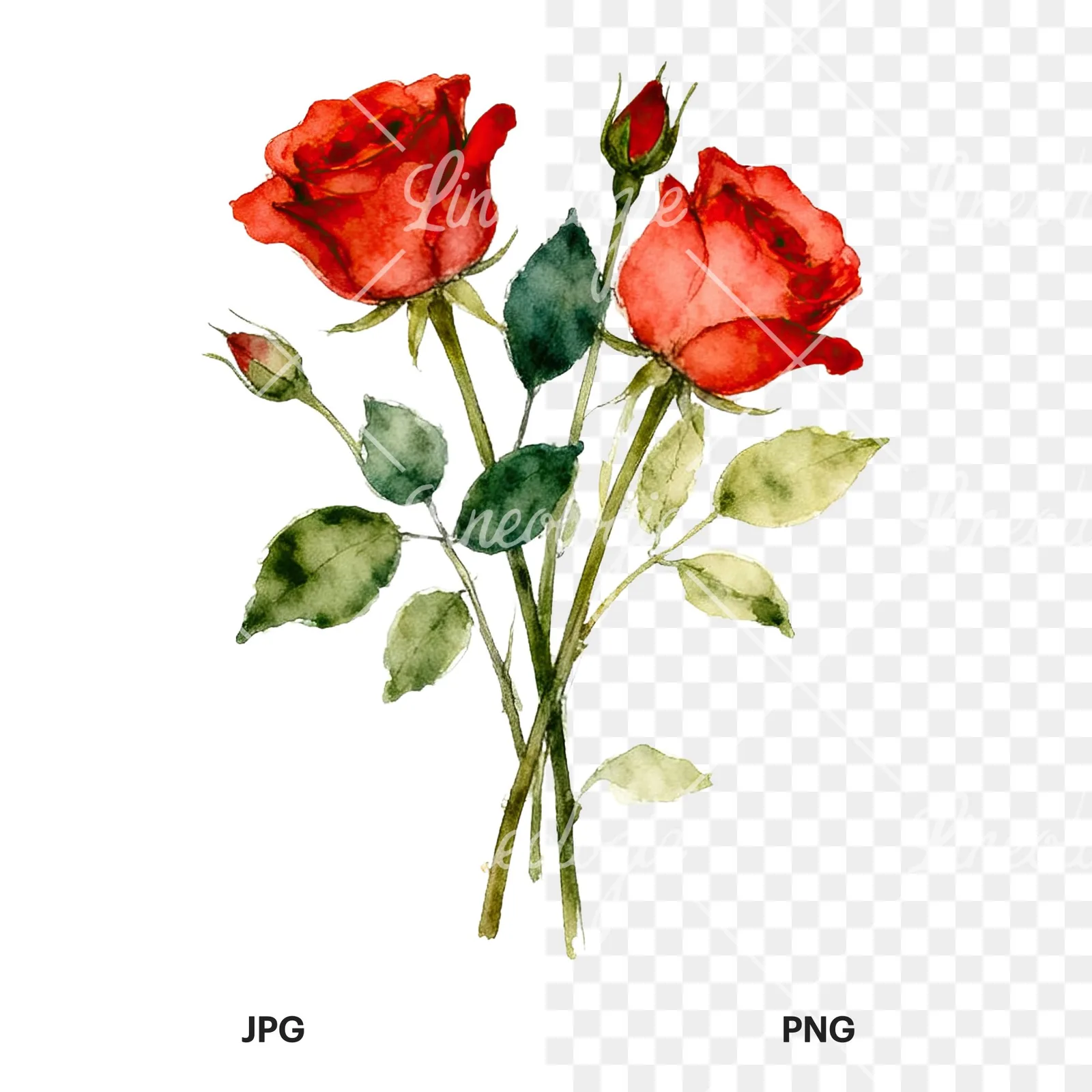 Watercolor rose bouquet with sketch clipart 5 of 9, as a JPG on white and a transparent PNG