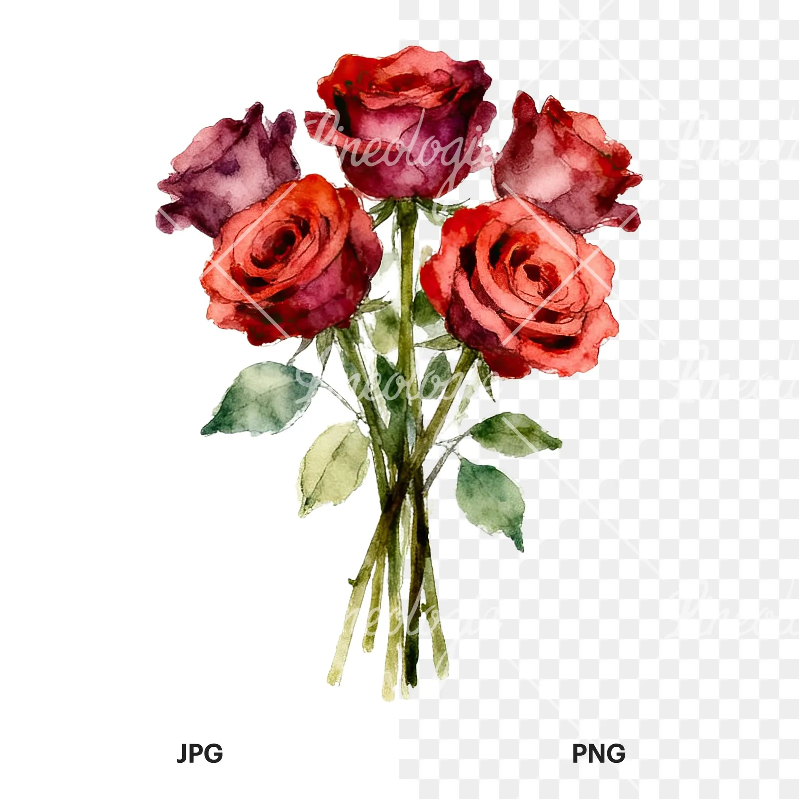 Watercolor rose bouquet with sketch clipart 6 of 9, as a JPG on white and a transparent PNG