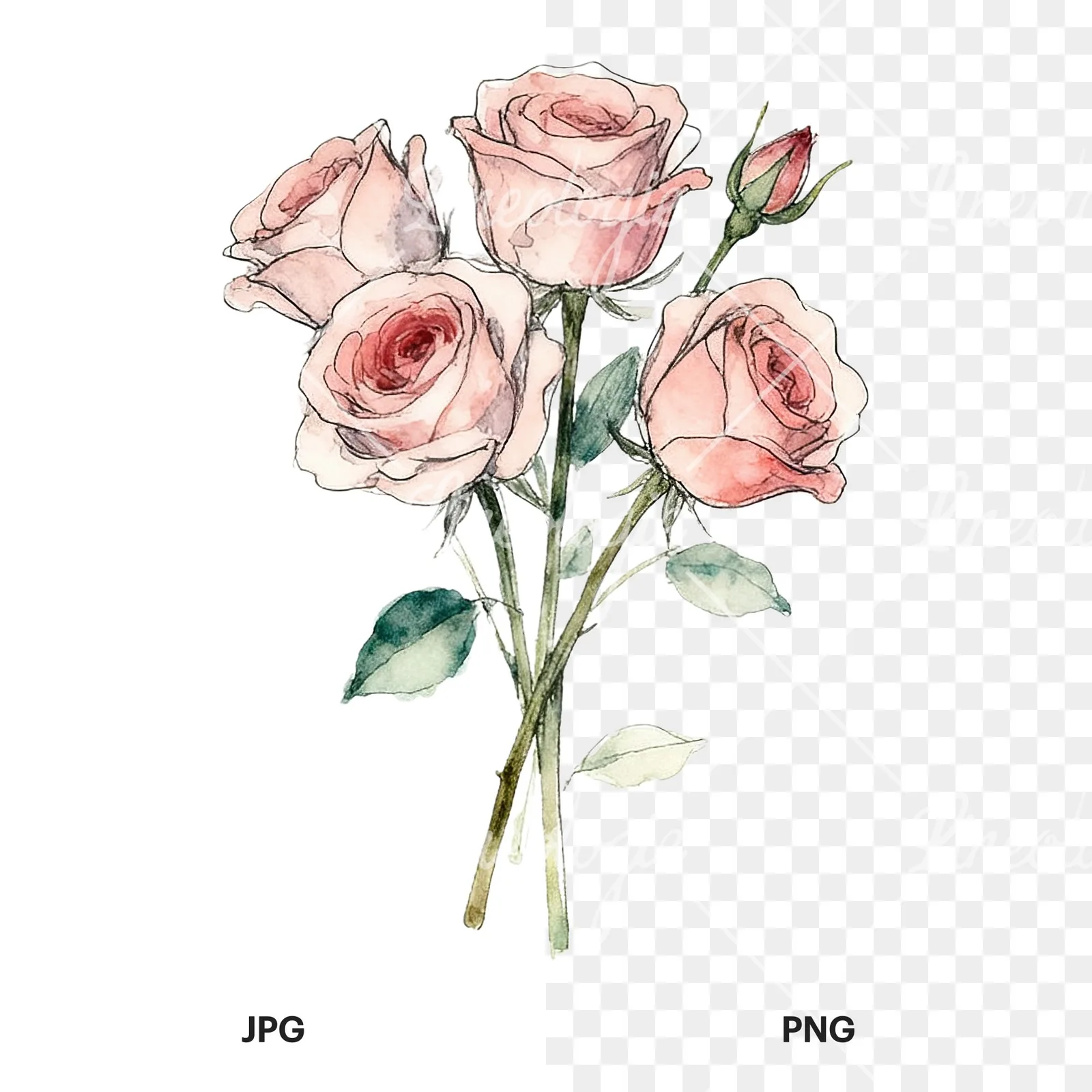 Watercolor rose bouquet with sketch clipart 9 of 9, as a JPG on white and a transparent PNG