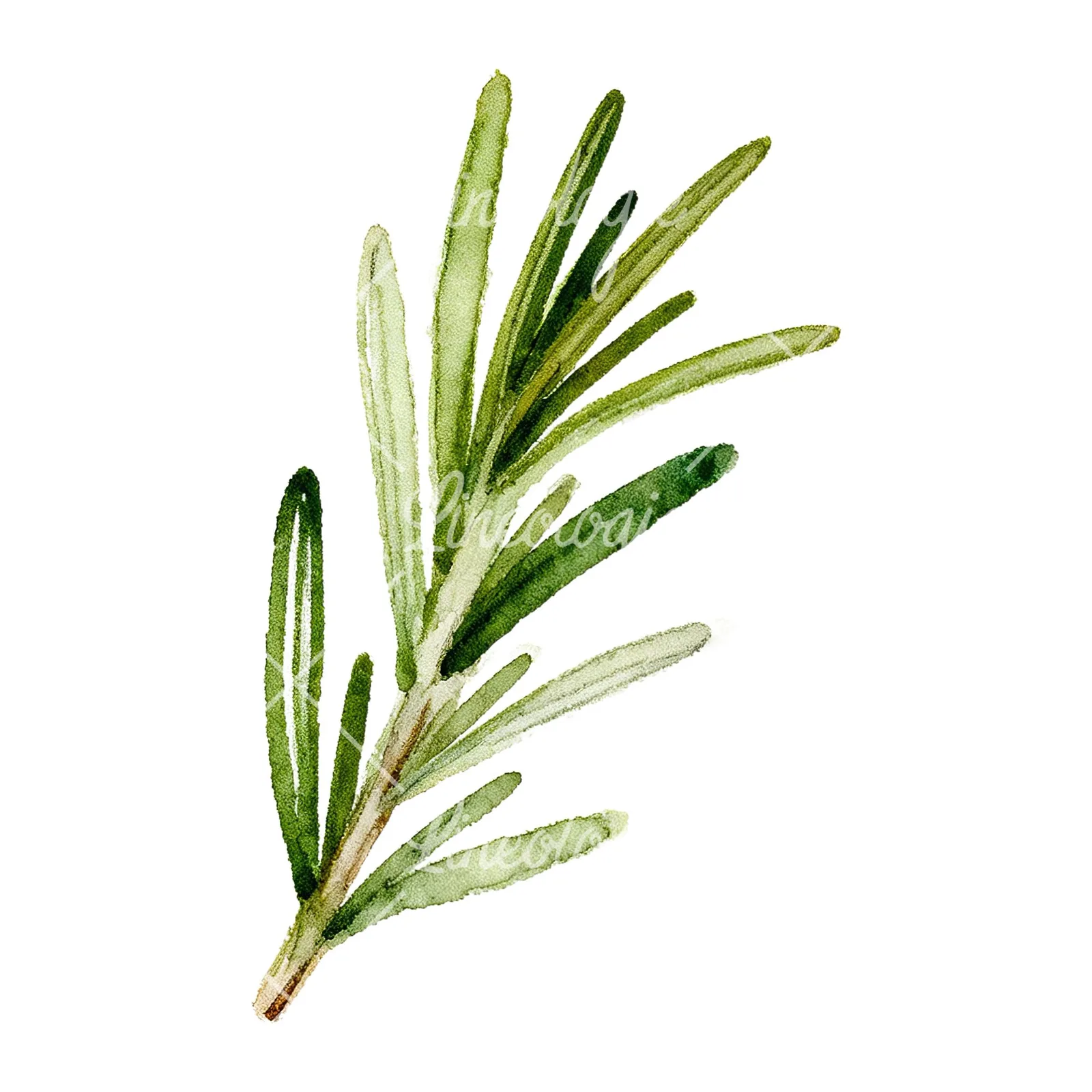 Watercolor rosemary sprigs leaves branch clipart 1 of 9 on a white background (JPG)