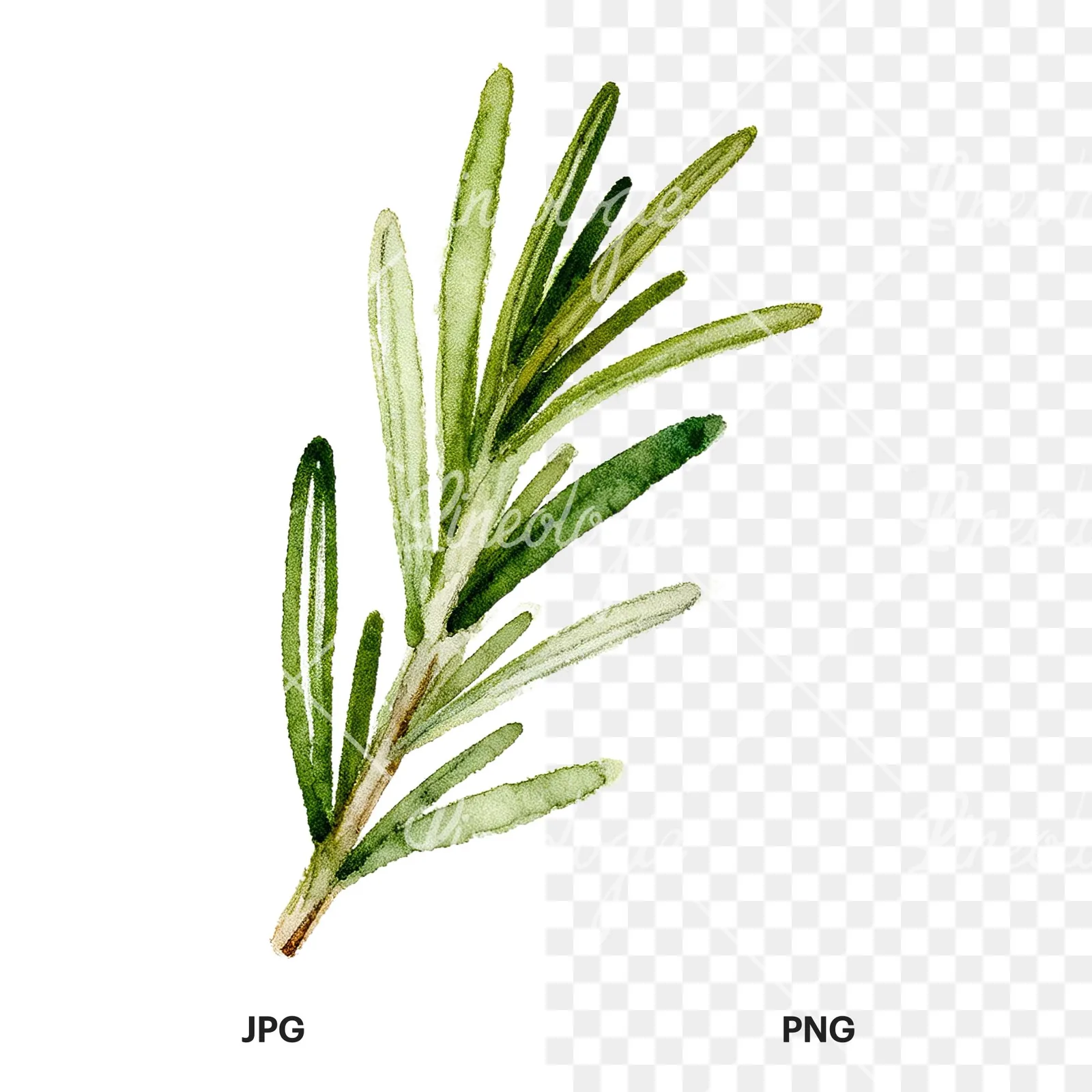 Watercolor rosemary sprigs leaves branch clipart 1 of 9, as a JPG on white and a transparent PNG
