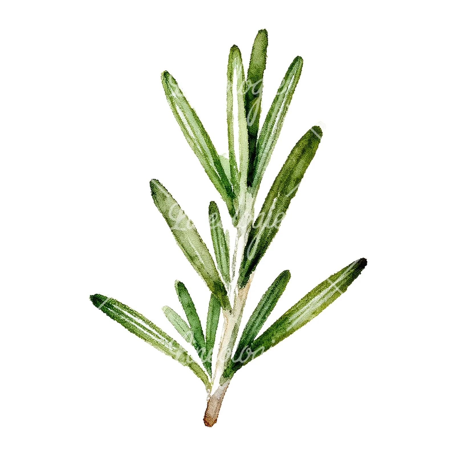 Watercolor rosemary sprigs leaves branch clipart 2 of 9 on a white background (JPG)