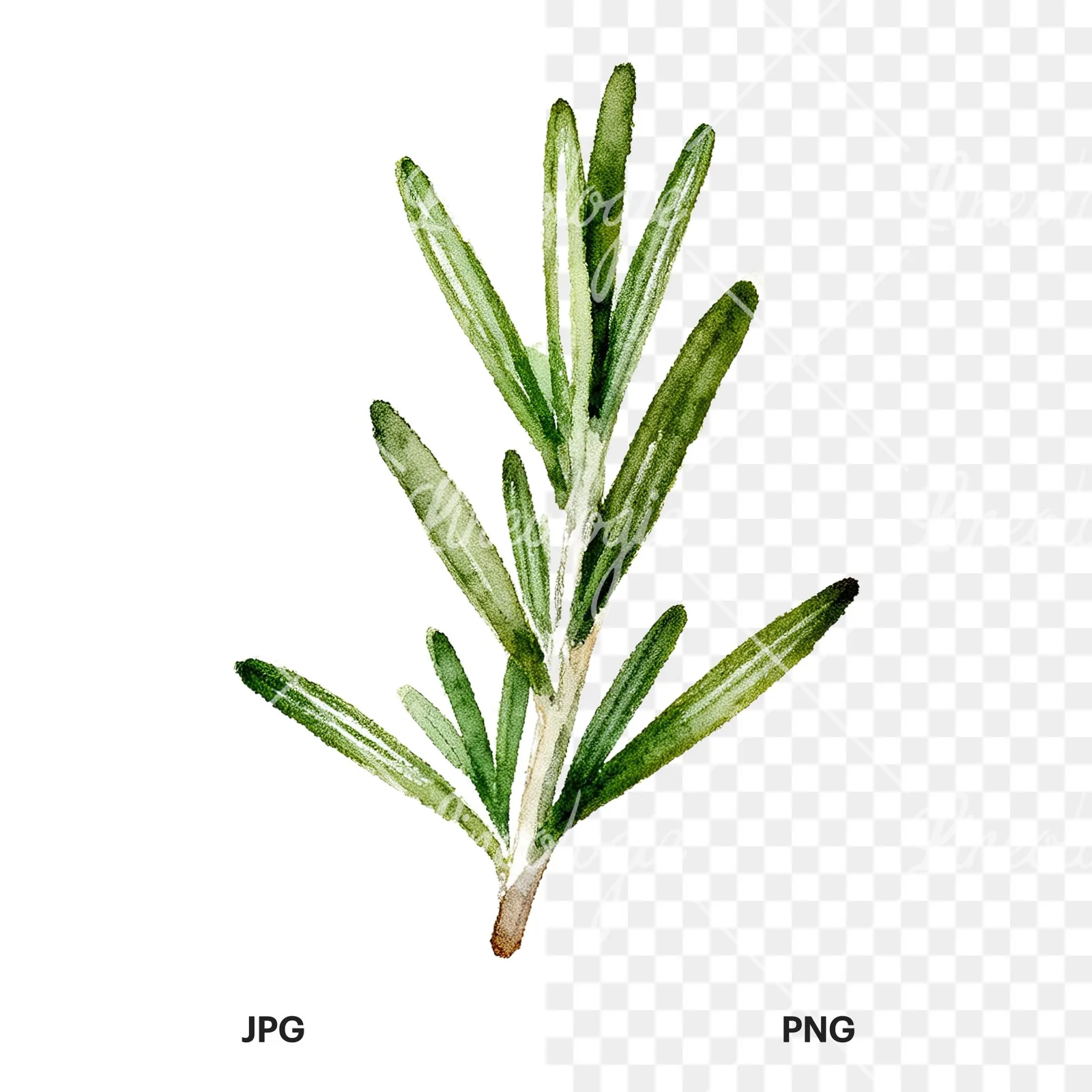 Watercolor rosemary sprigs leaves branch clipart 2 of 9, as a JPG on white and a transparent PNG