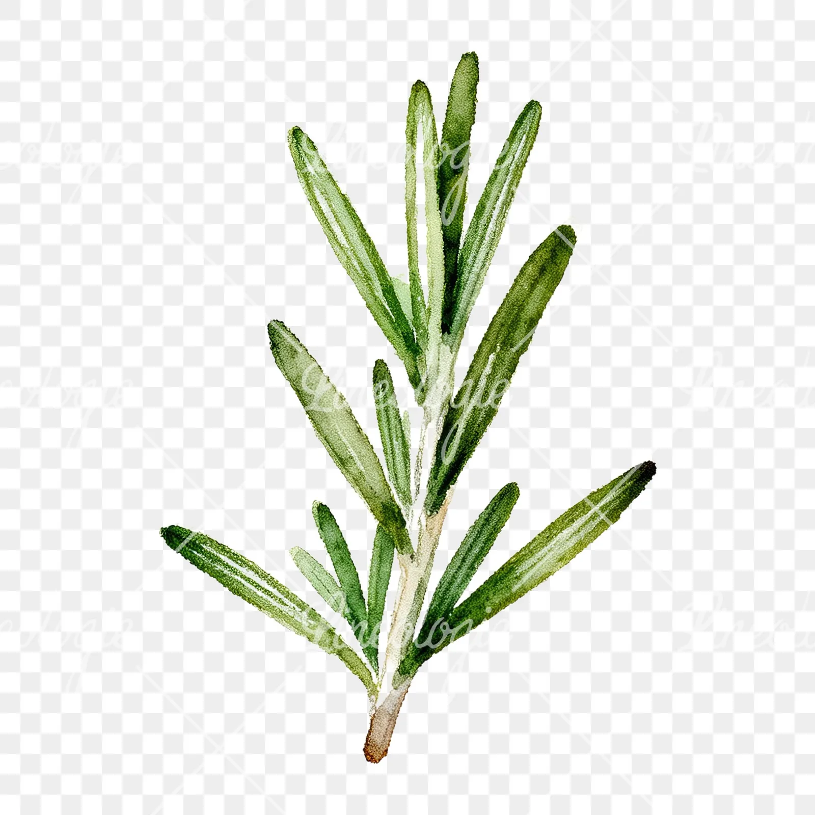 Watercolor rosemary sprigs leaves branch clipart 2 of 9 on a transparent background (PNG)