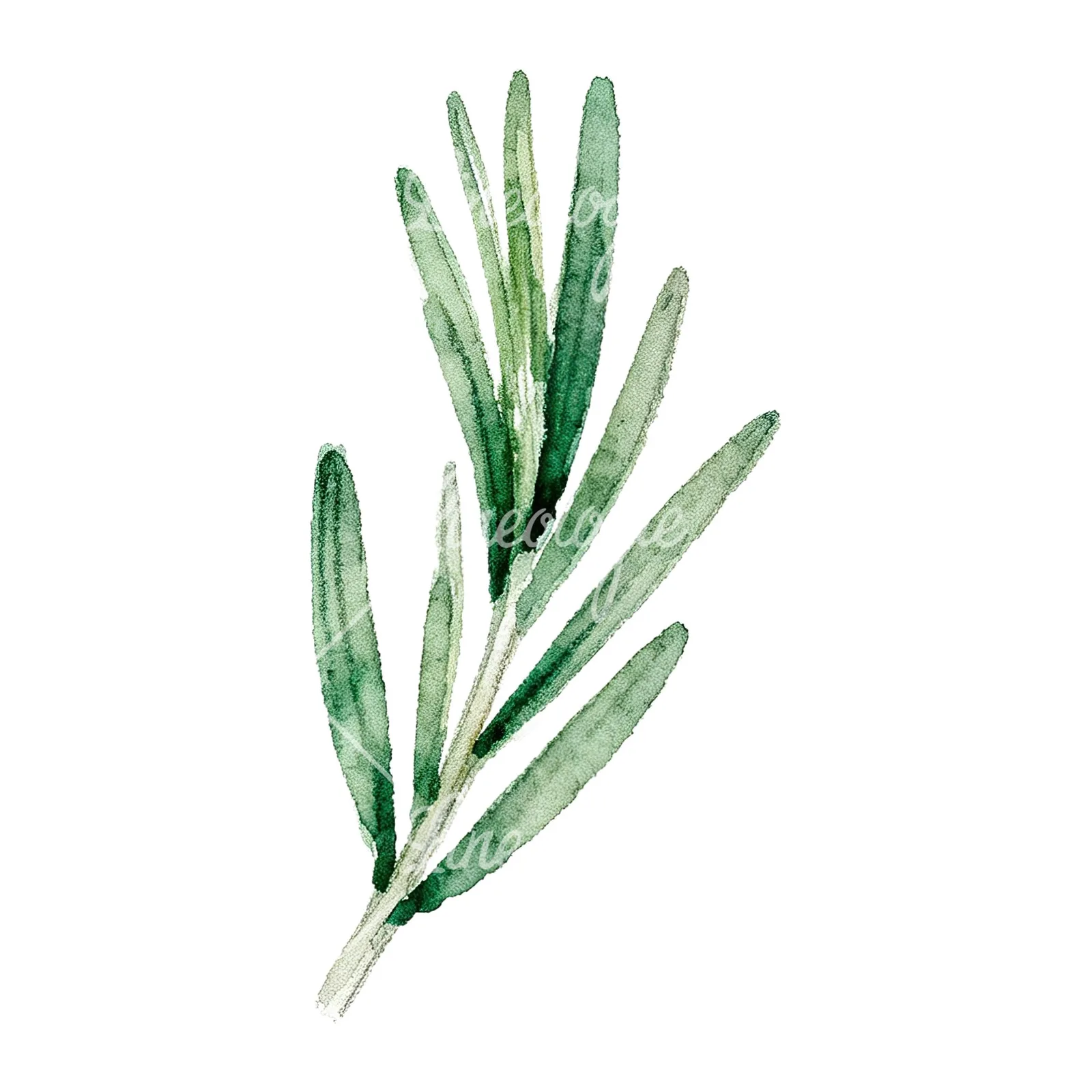 Watercolor rosemary sprigs leaves branch clipart 3 of 9 on a white background (JPG)