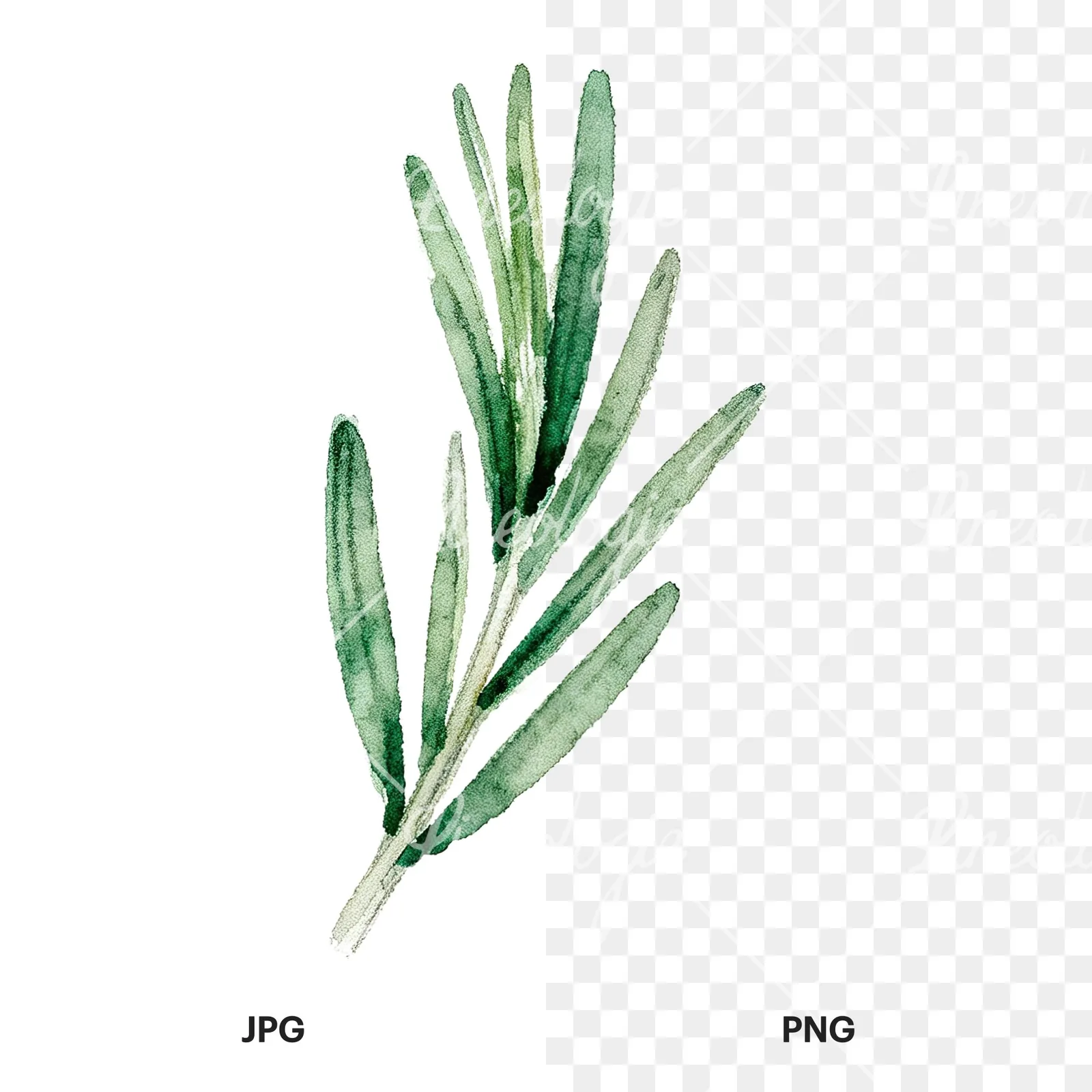 Watercolor rosemary sprigs leaves branch clipart 3 of 9, as a JPG on white and a transparent PNG