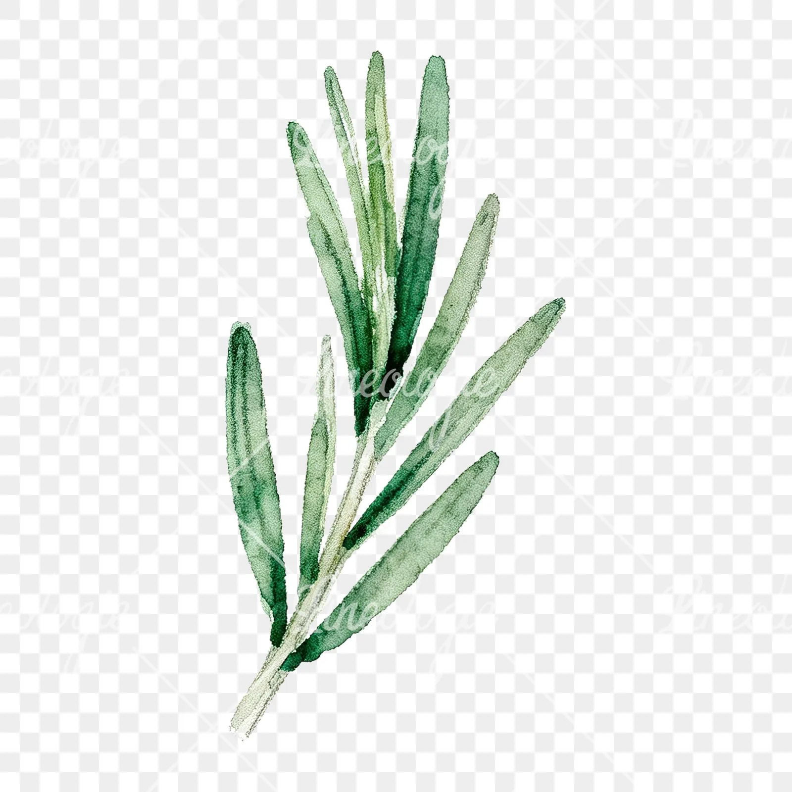 Watercolor rosemary sprigs leaves branch clipart 3 of 9 on a transparent background (PNG)
