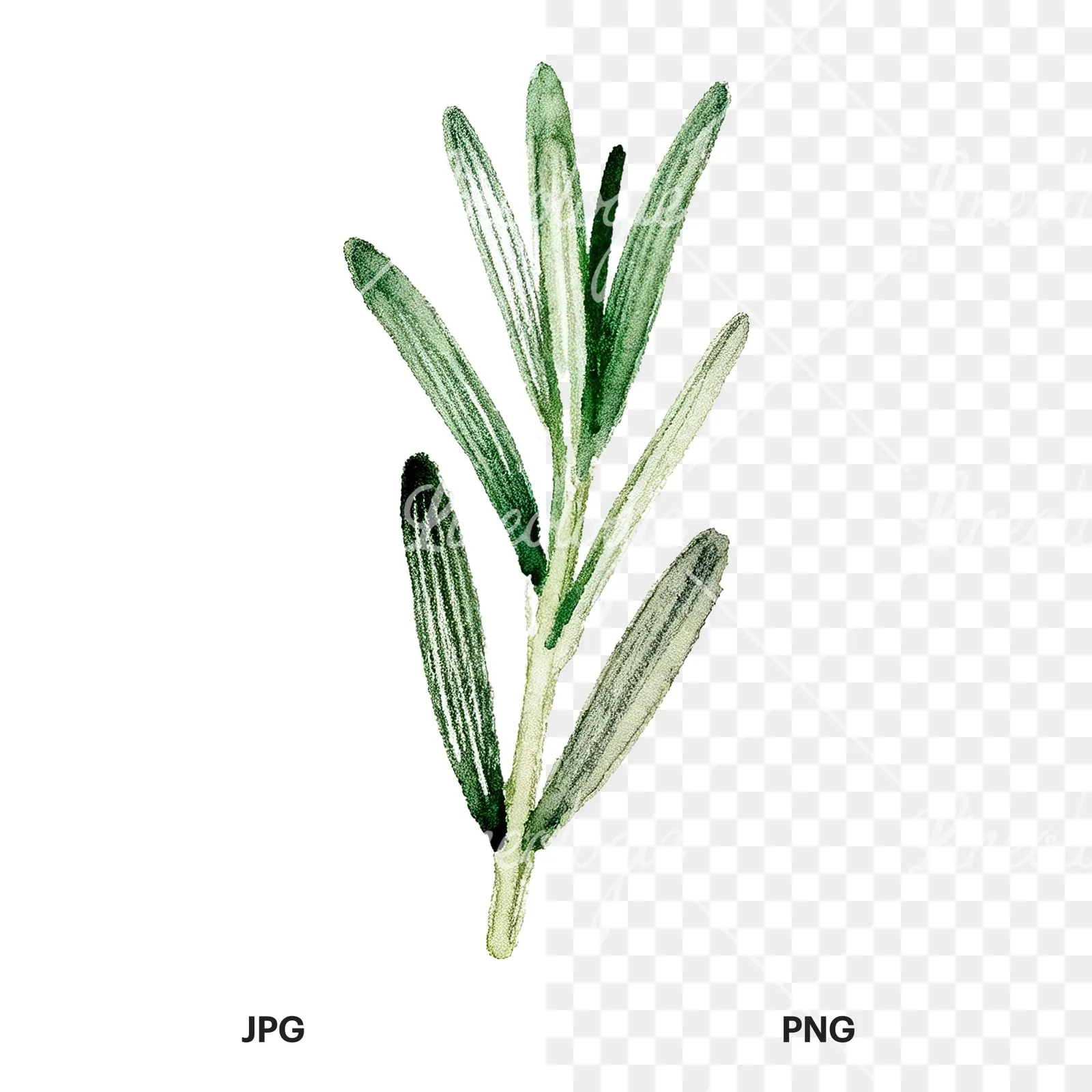 Watercolor rosemary sprigs leaves branch clipart 4 of 9, as a JPG on white and a transparent PNG