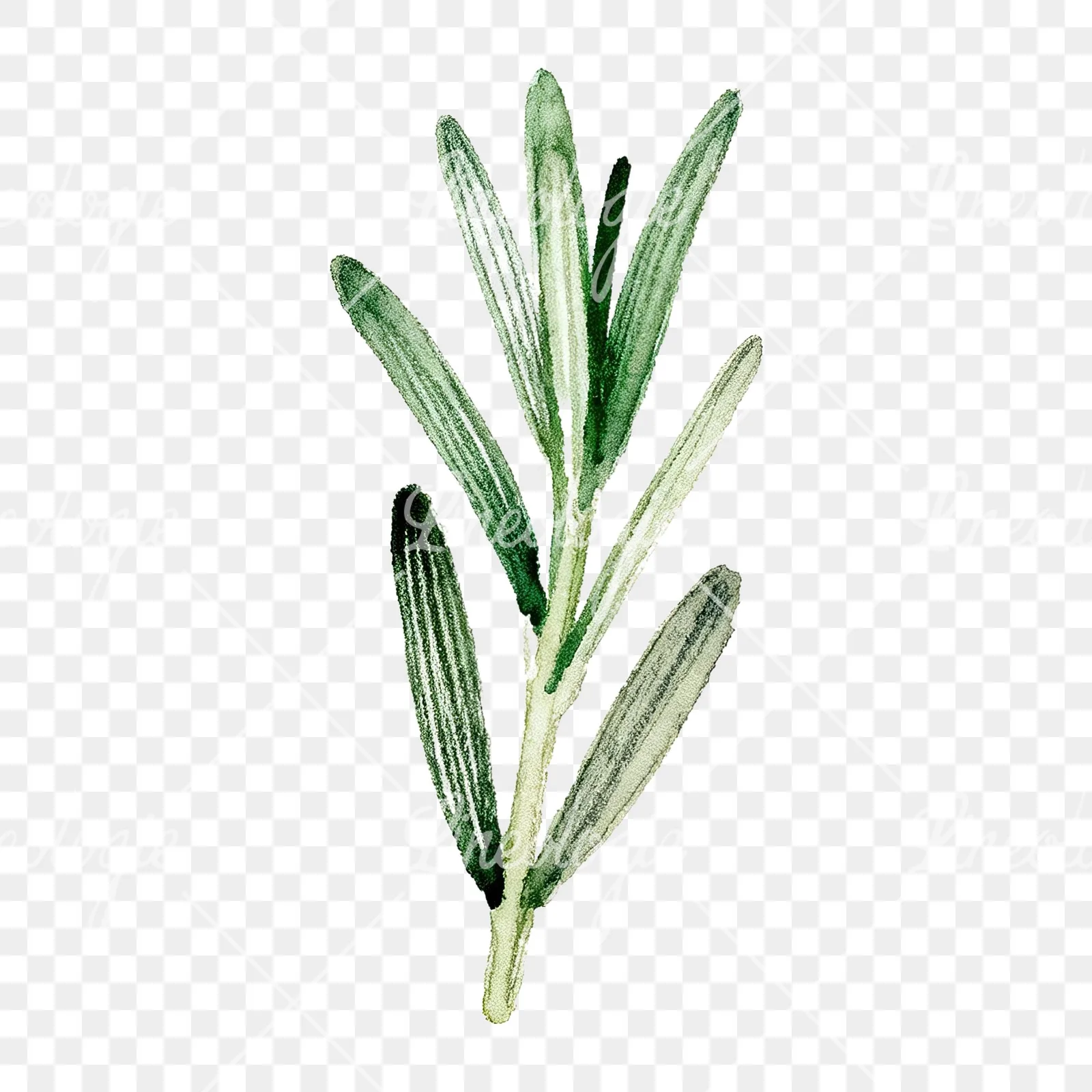 Watercolor rosemary sprigs leaves branch clipart 4 of 9 on a transparent background (PNG)