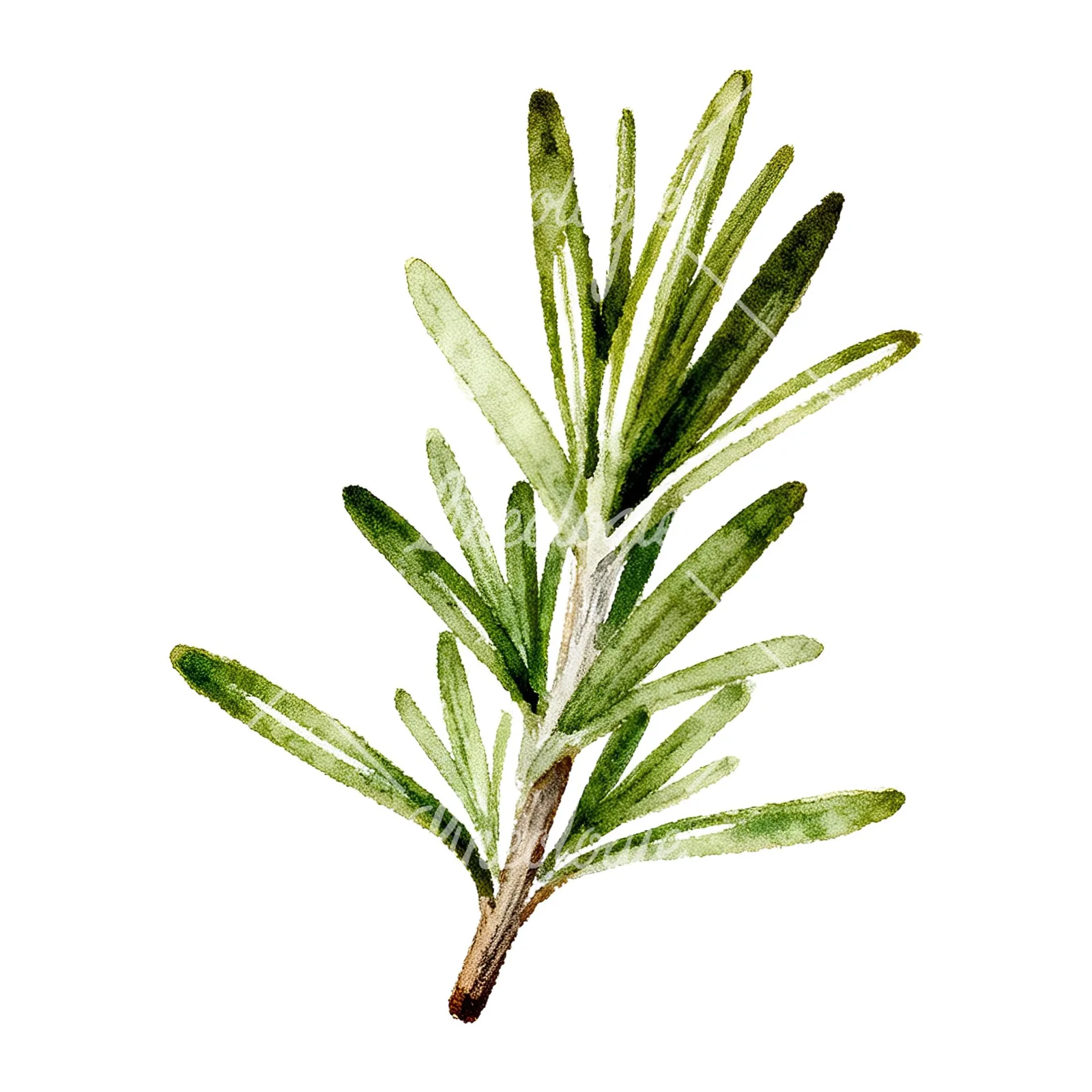Watercolor rosemary sprigs leaves branch clipart 5 of 9 on a white background (JPG)