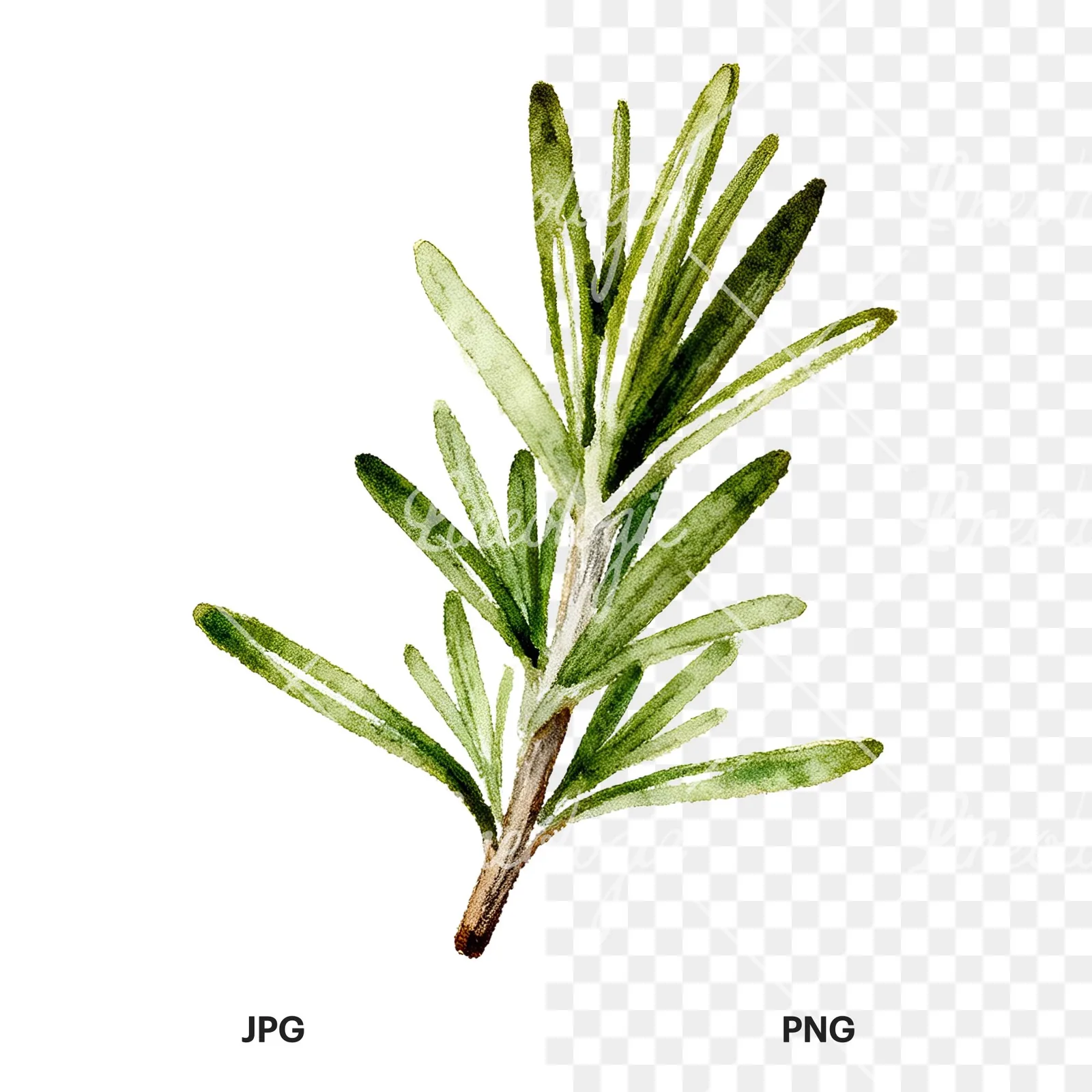 Watercolor rosemary sprigs leaves branch clipart 5 of 9, as a JPG on white and a transparent PNG