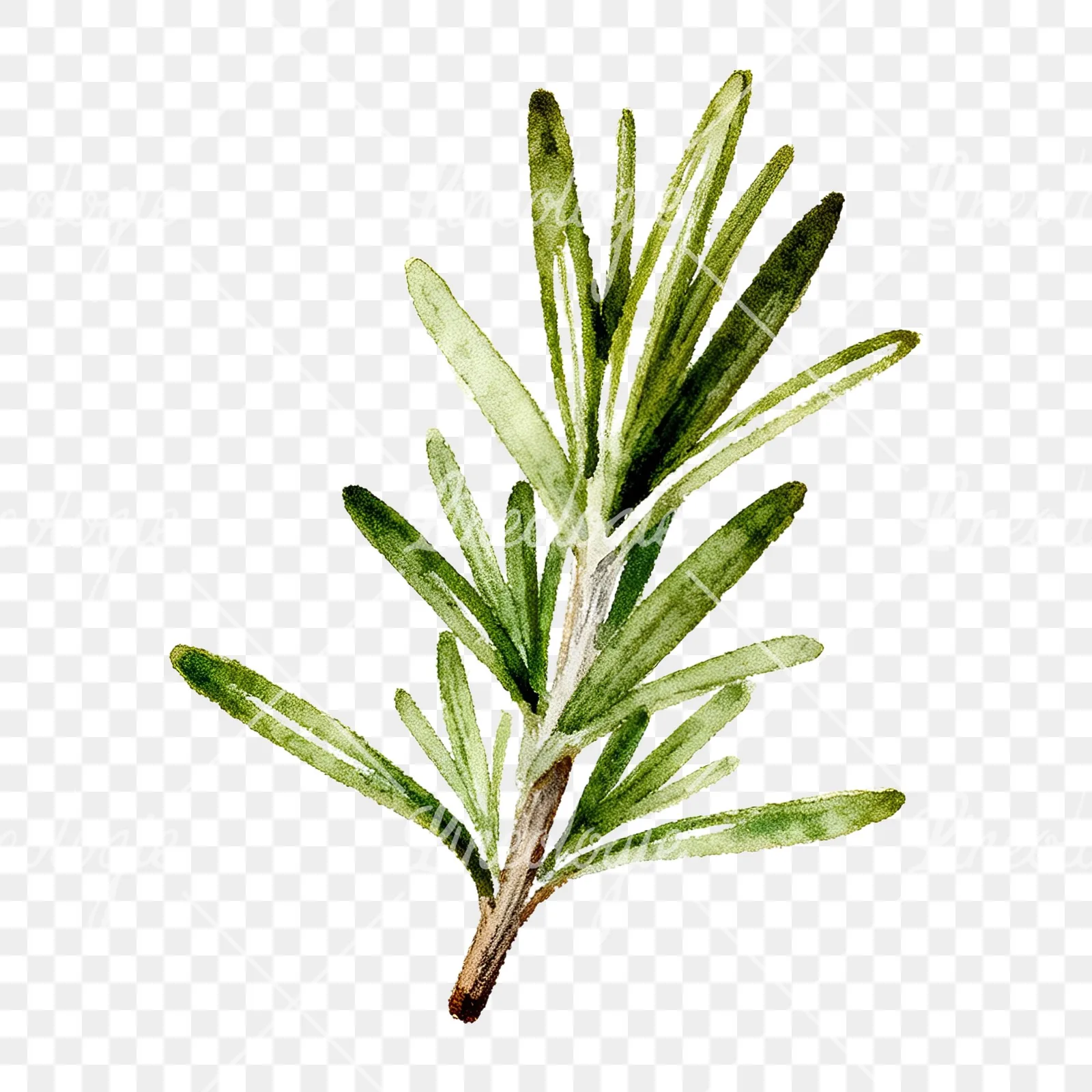 Watercolor rosemary sprigs leaves branch clipart 5 of 9 on a transparent background (PNG)