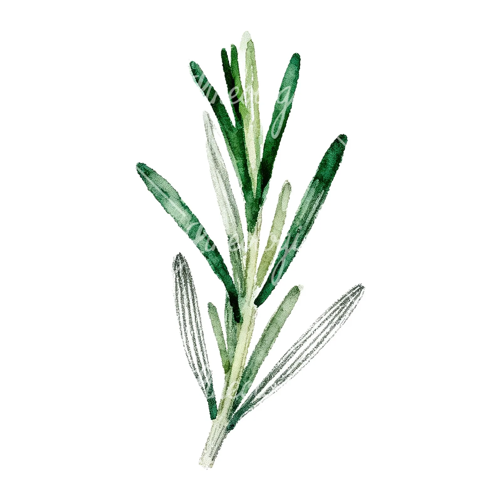 Watercolor rosemary sprigs leaves branch clipart 6 of 9 on a white background (JPG)