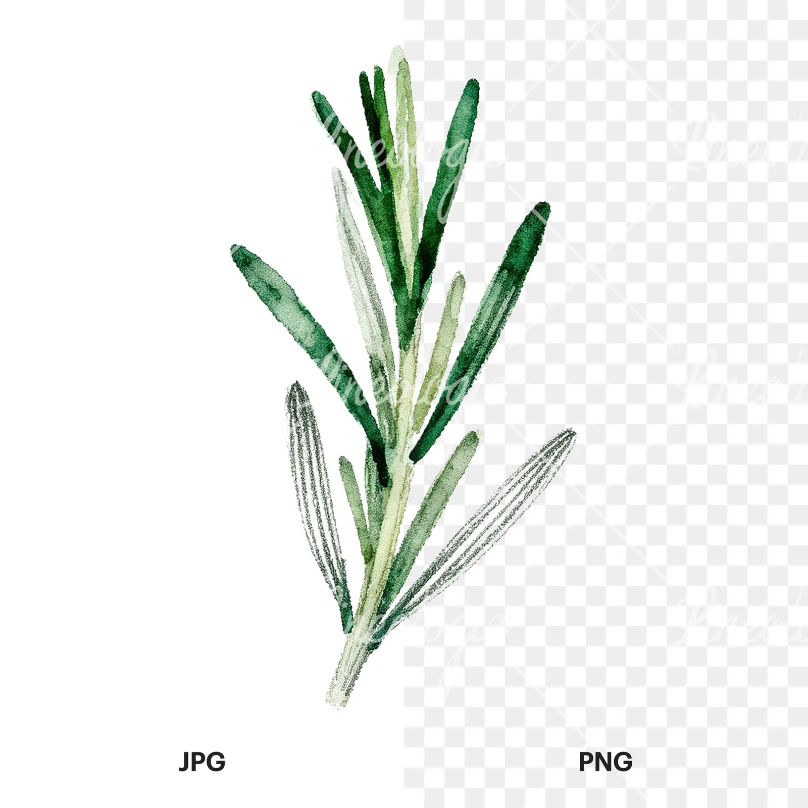 Watercolor rosemary sprigs leaves branch clipart 6 of 9, as a JPG on white and a transparent PNG