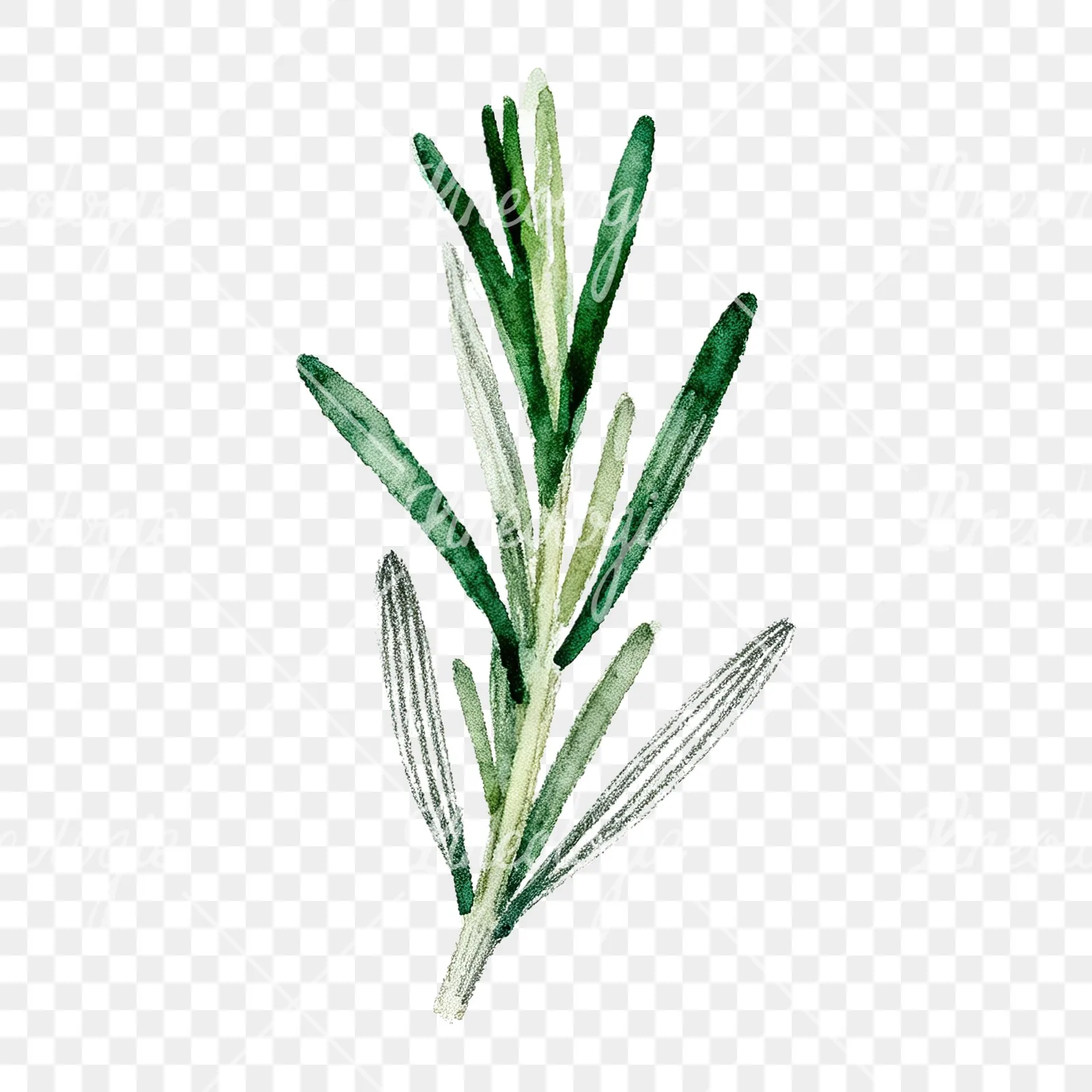Watercolor rosemary sprigs leaves branch clipart 6 of 9 on a transparent background (PNG)