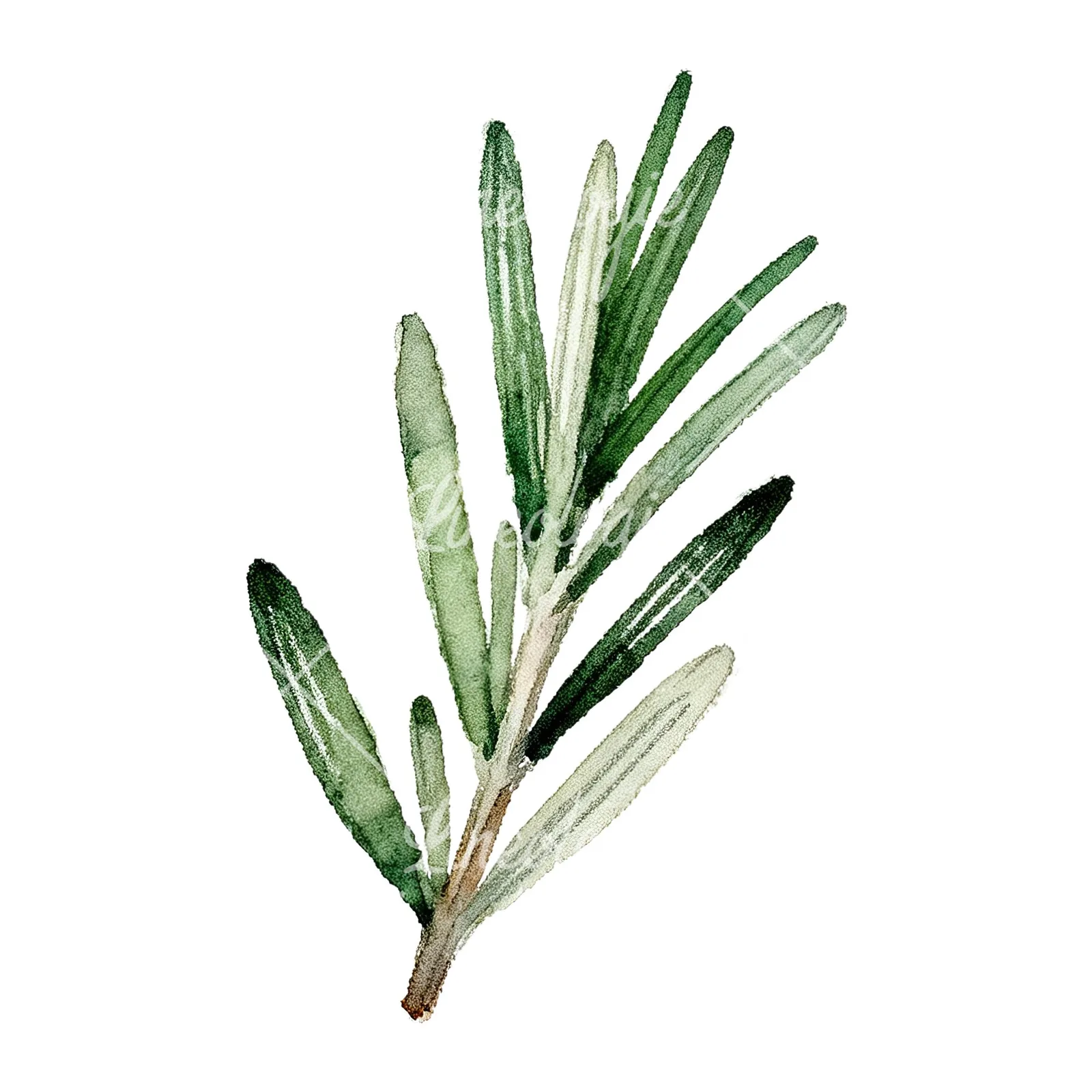Watercolor rosemary sprigs leaves branch clipart 7 of 9 on a white background (JPG)
