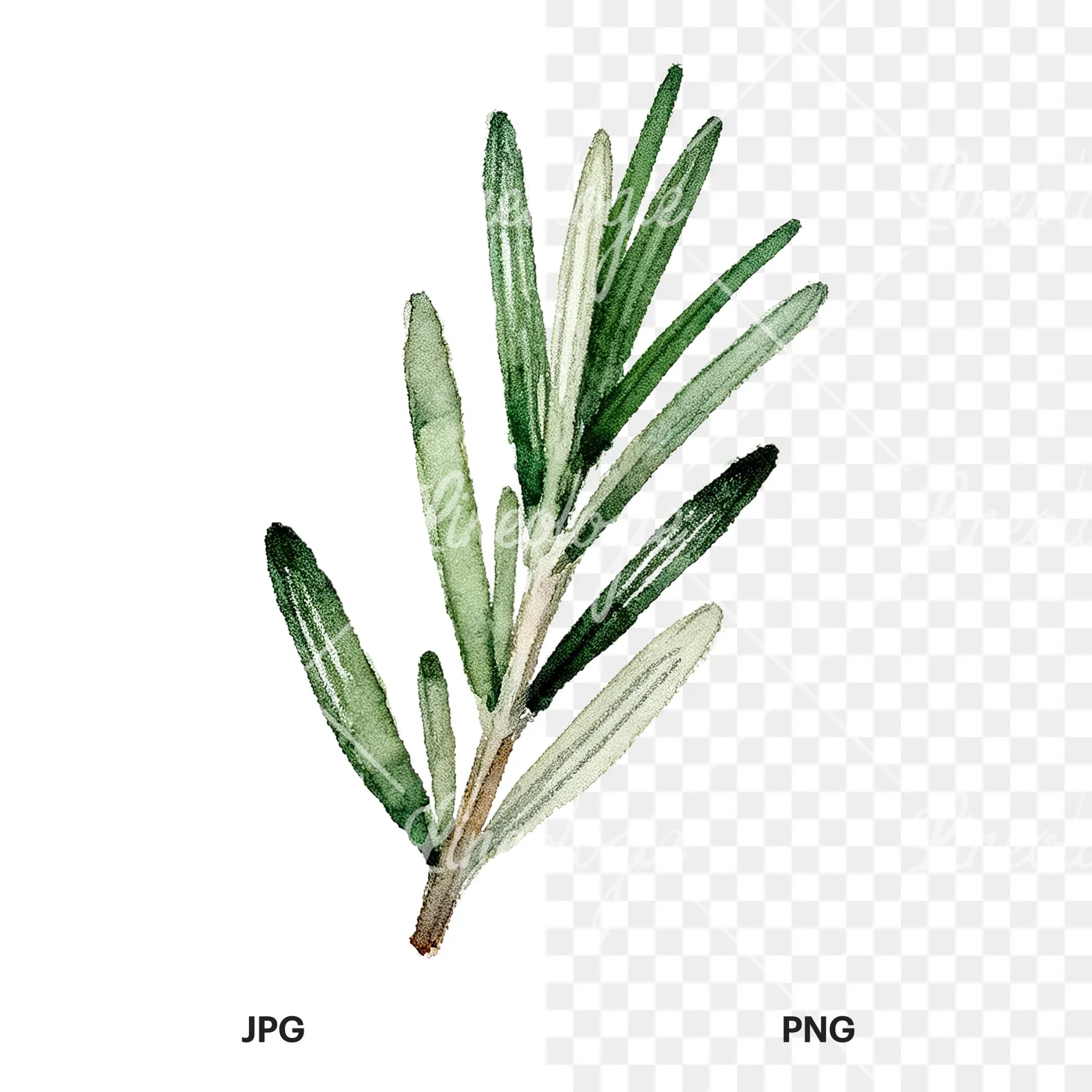 Watercolor rosemary sprigs leaves branch clipart 7 of 9, as a JPG on white and a transparent PNG