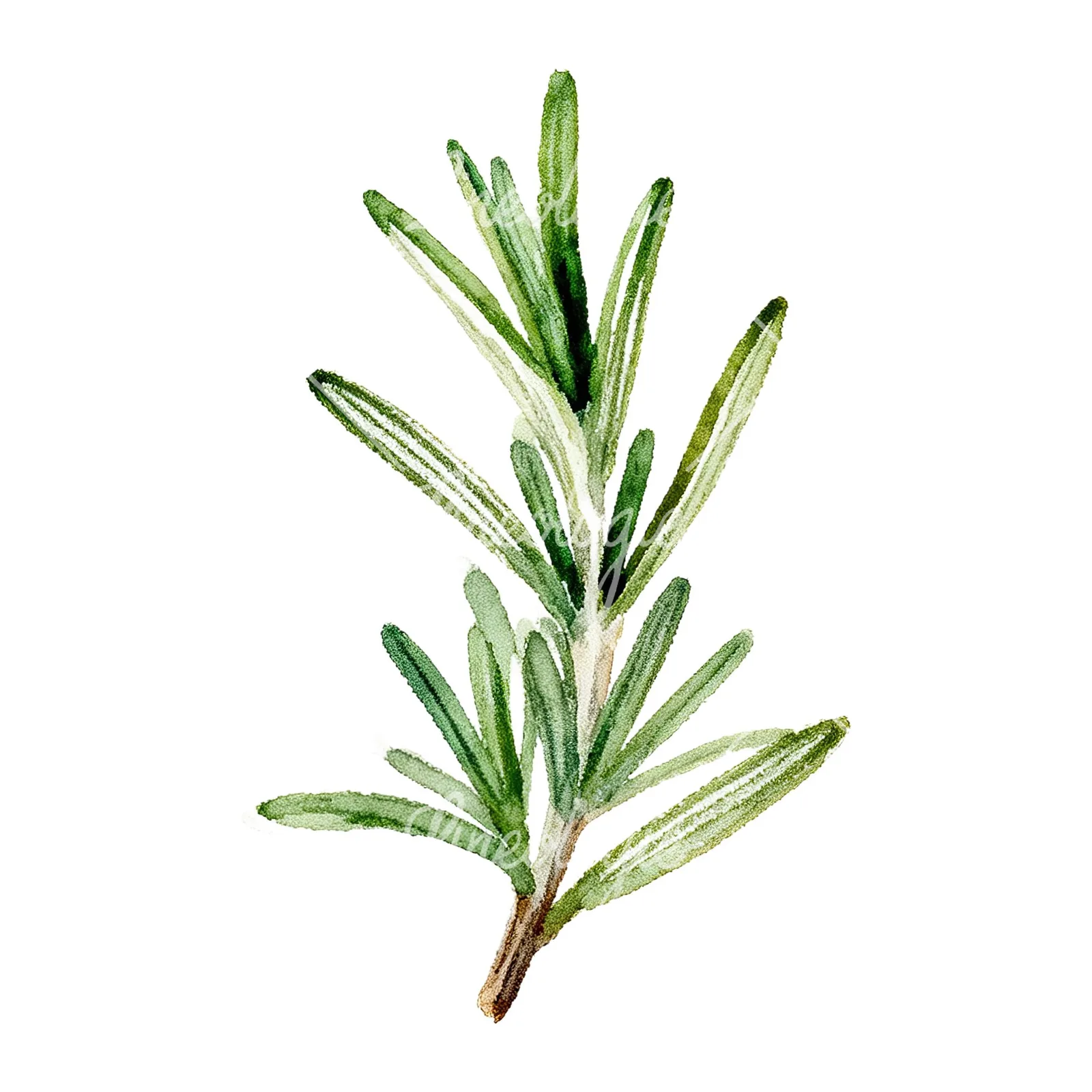 Watercolor rosemary sprigs leaves branch clipart 8 of 9 on a white background (JPG)