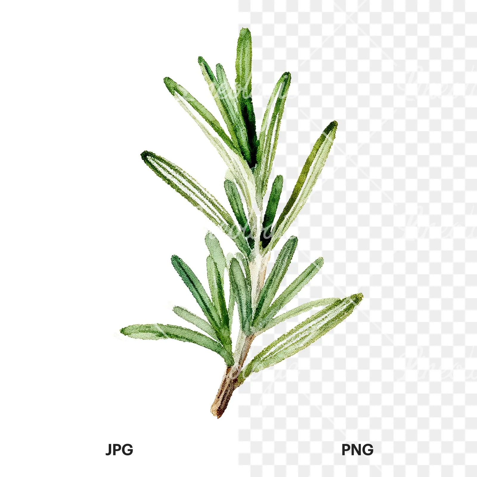Watercolor rosemary sprigs leaves branch clipart 8 of 9, as a JPG on white and a transparent PNG