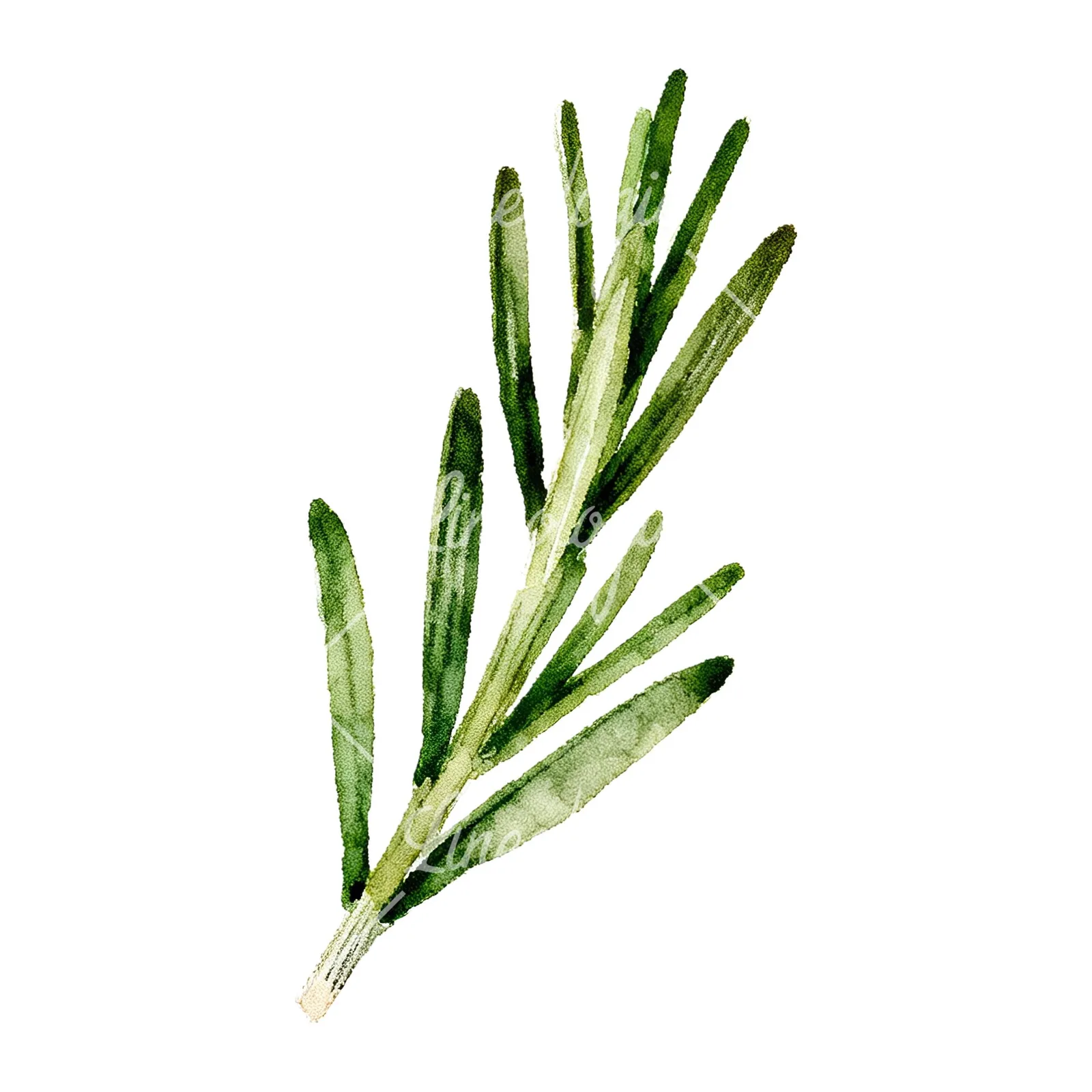 Watercolor rosemary sprigs leaves branch clipart 9 of 9 on a white background (JPG)