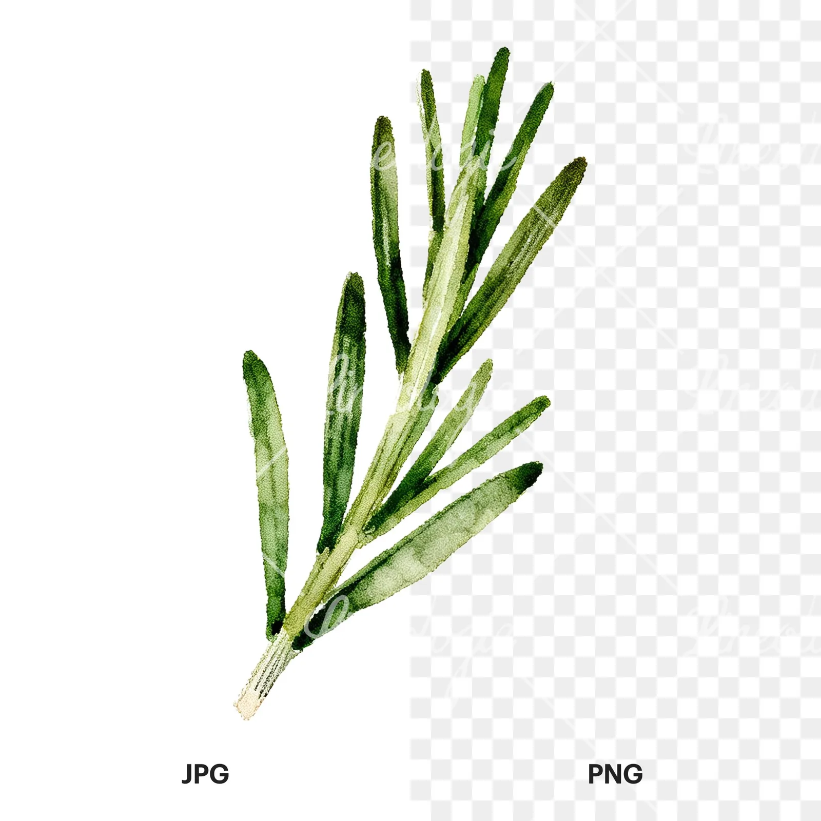Watercolor rosemary sprigs leaves branch clipart 9 of 9, as a JPG on white and a transparent PNG