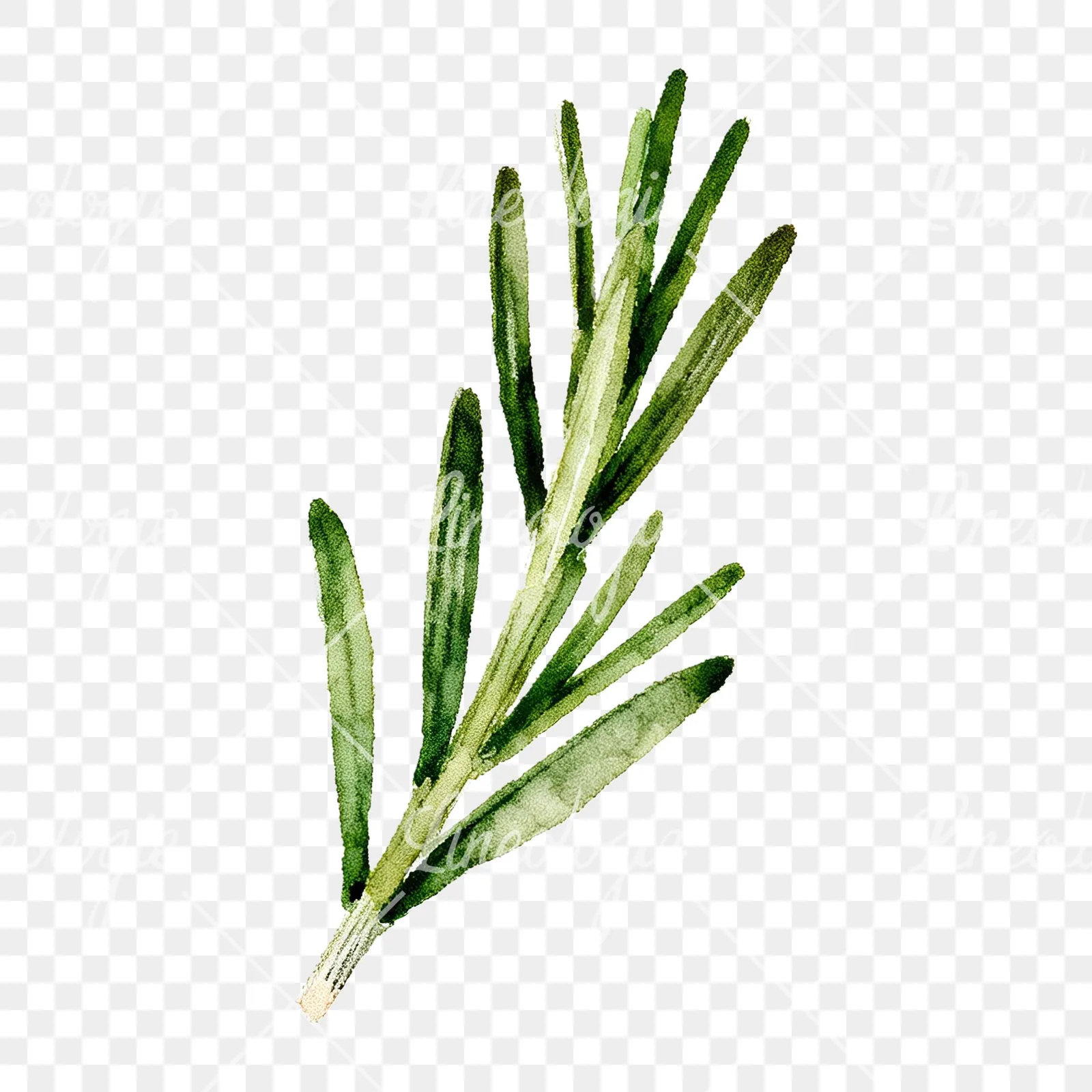 Watercolor rosemary sprigs leaves branch clipart 9 of 9 on a transparent background (PNG)