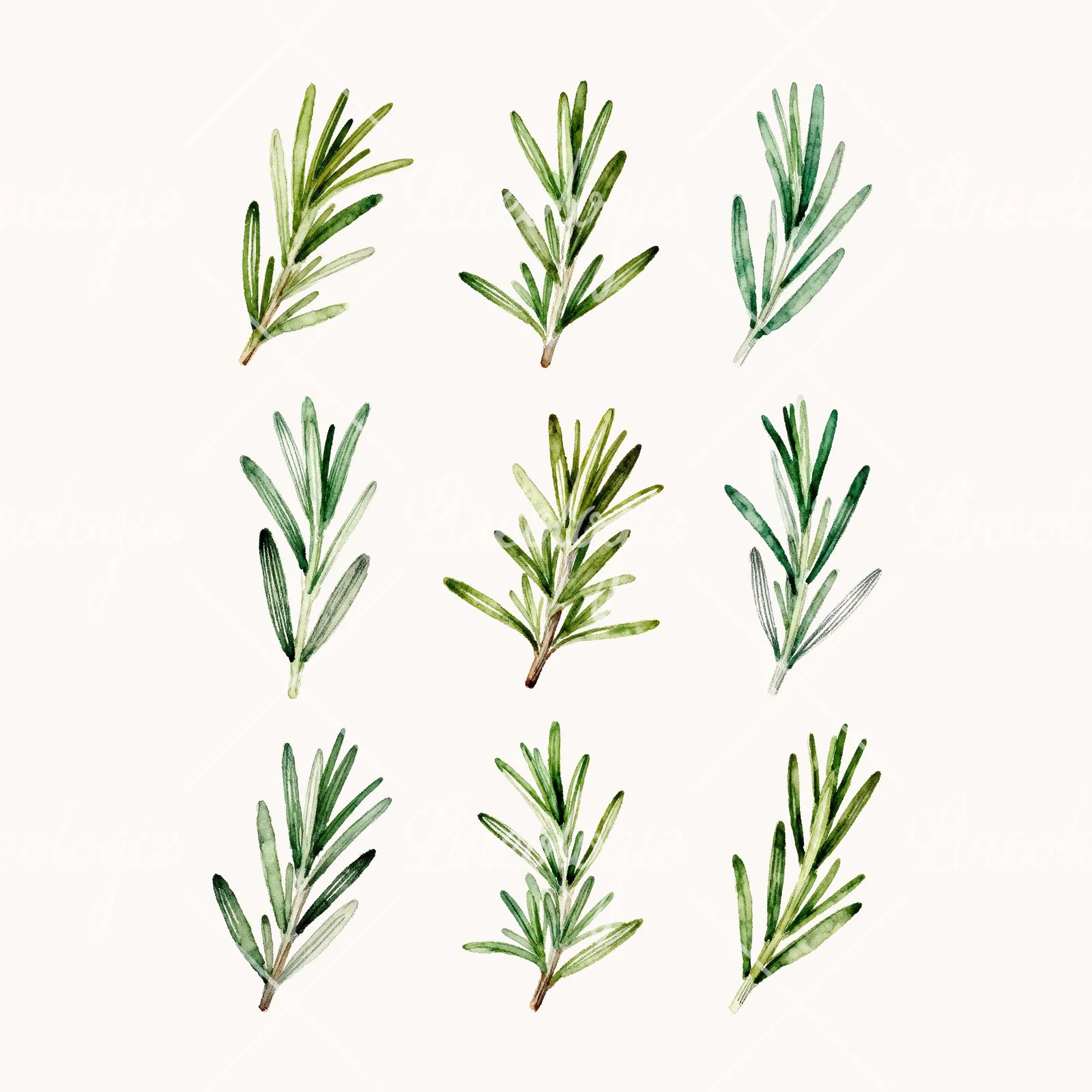 Watercolor Rosemary Sprigs Leaves Branch Clipart, all 9 illustrations in the pack