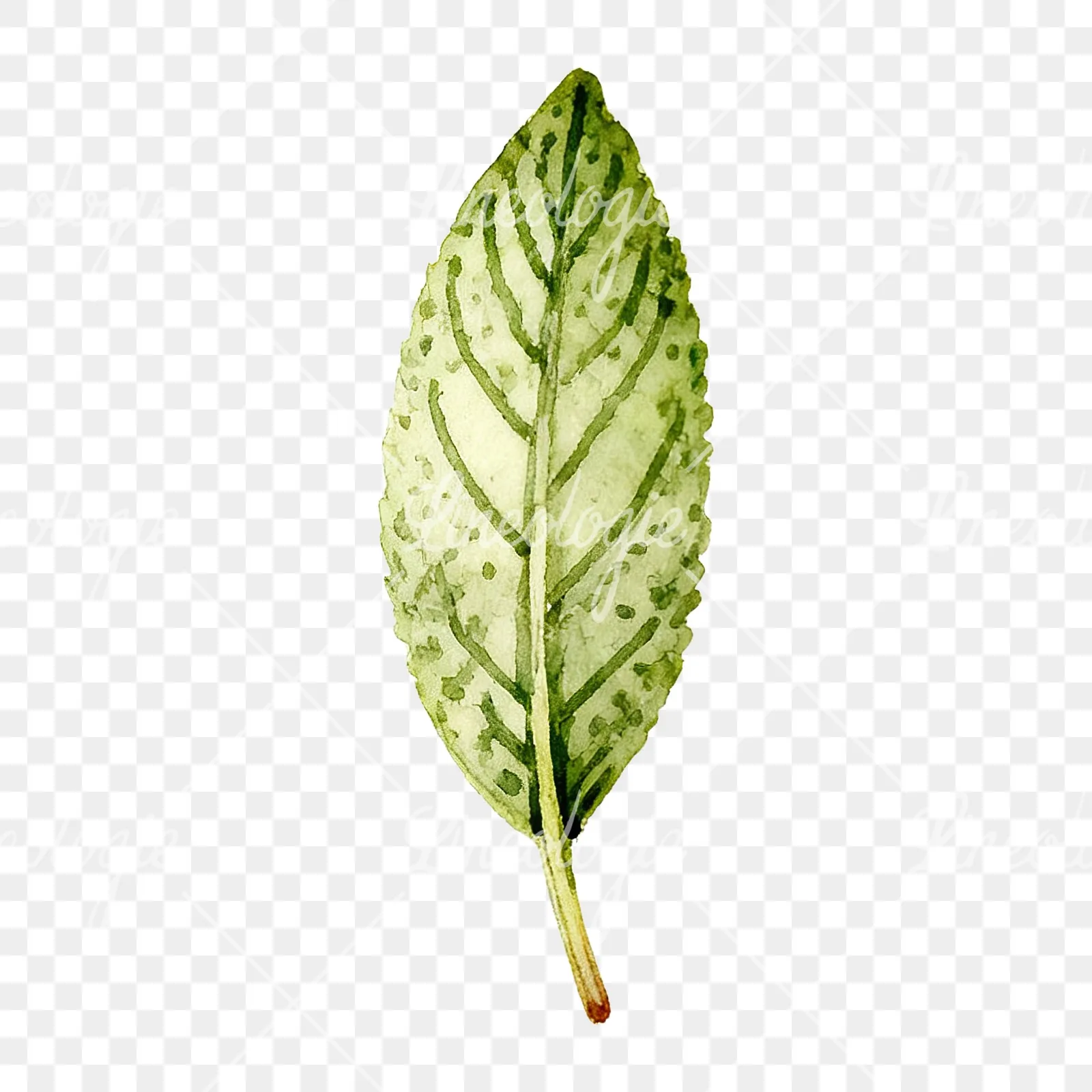 Watercolor speckled sage leaf clipart 2 of 9 on a transparent background (PNG)