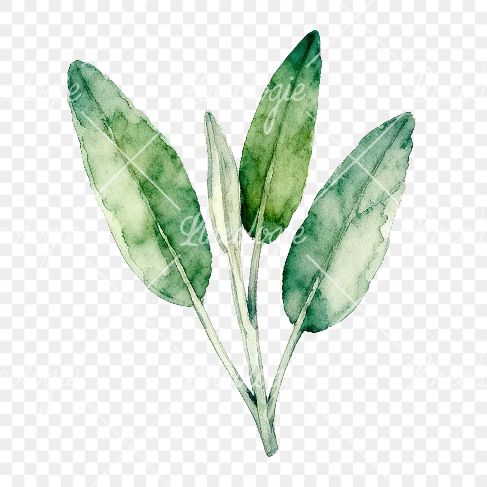 Watercolor speckled sage leaf clipart 7 of 9 on a transparent background (PNG)