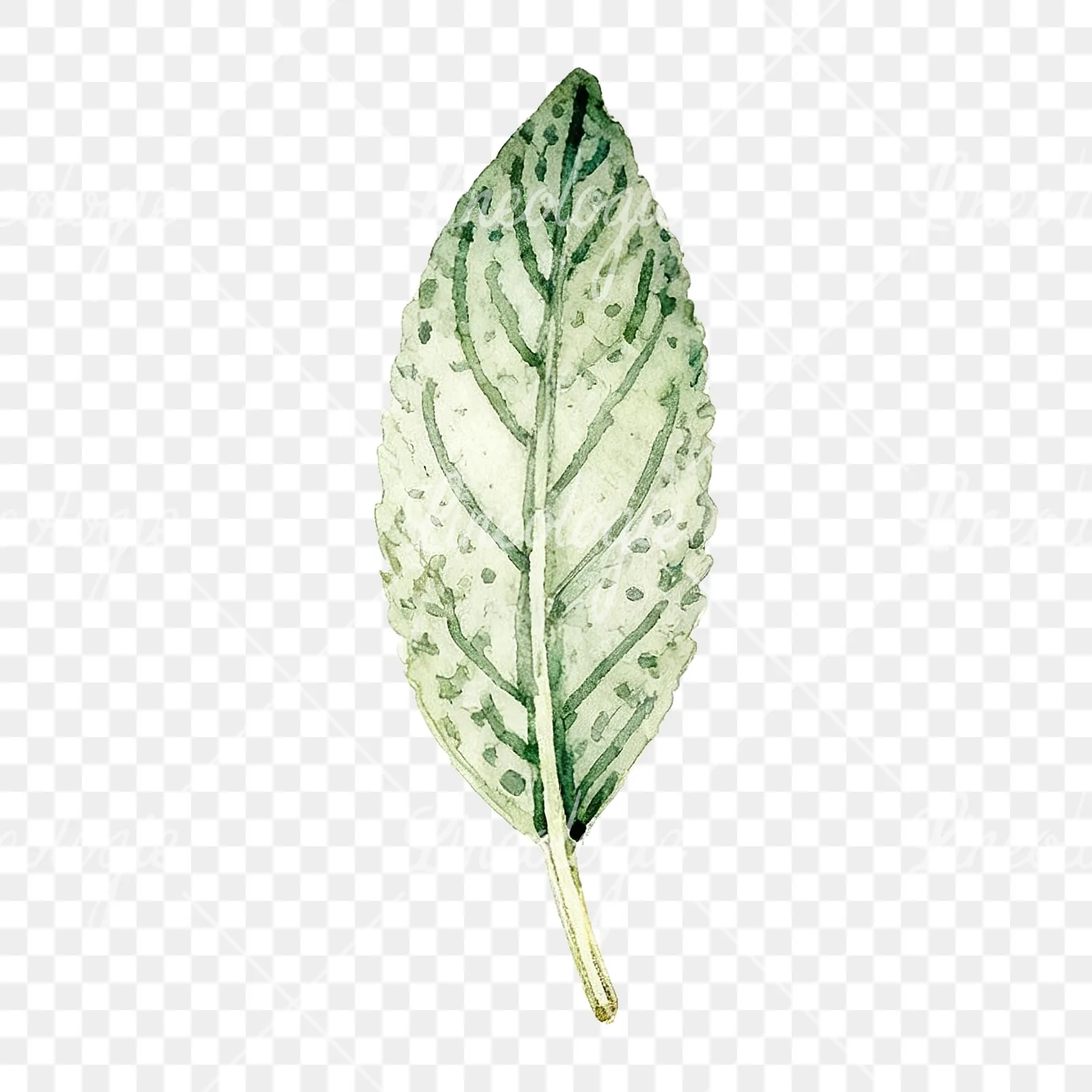 Watercolor speckled sage leaf clipart 8 of 9 on a transparent background (PNG)