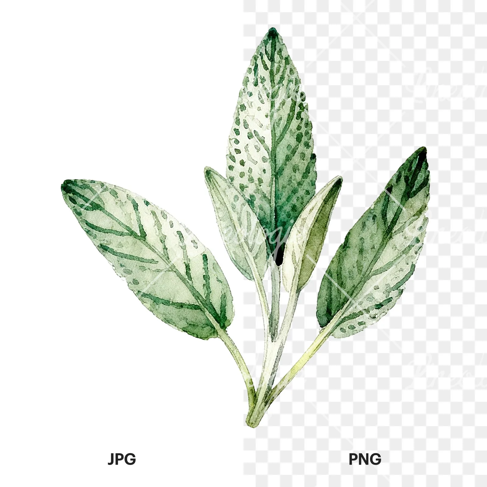 Watercolor speckled sage leaf clipart 9 of 9, as a JPG on white and a transparent PNG