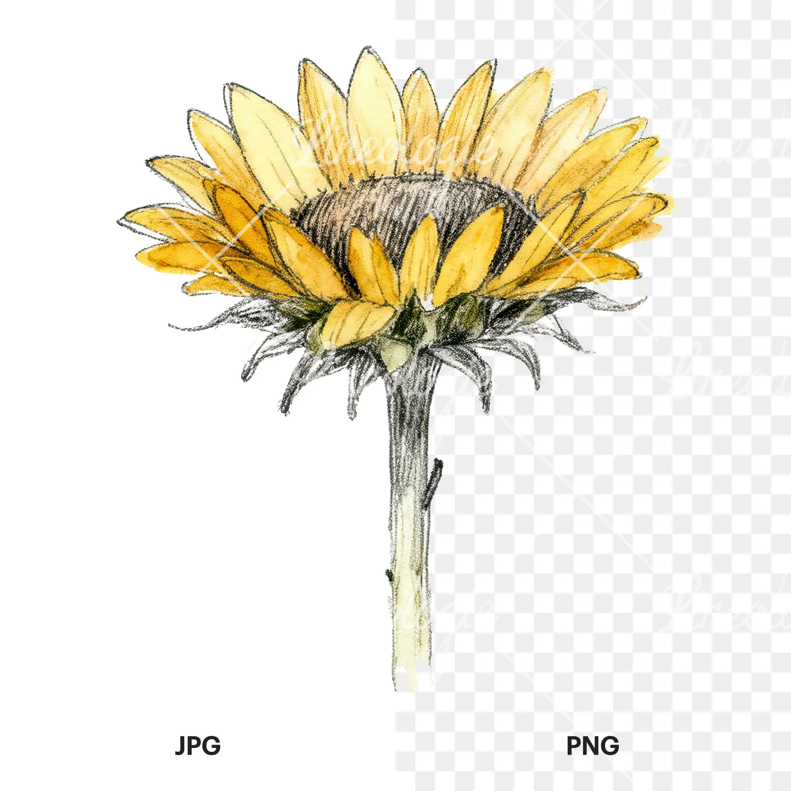 Watercolor single sunflower clipart 1 of 9, as a JPG on white and a transparent PNG