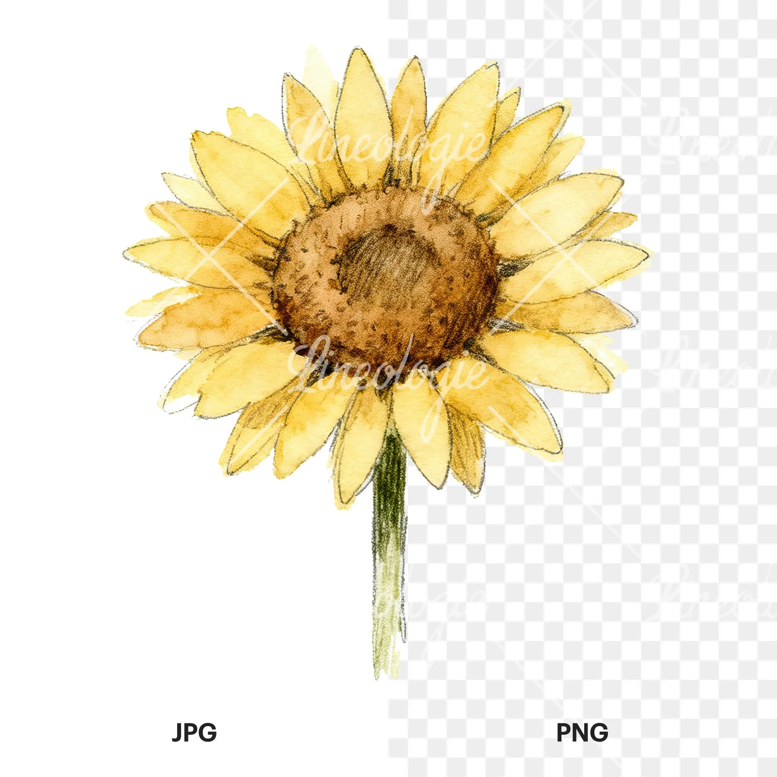 Watercolor single sunflower clipart 2 of 9, as a JPG on white and a transparent PNG