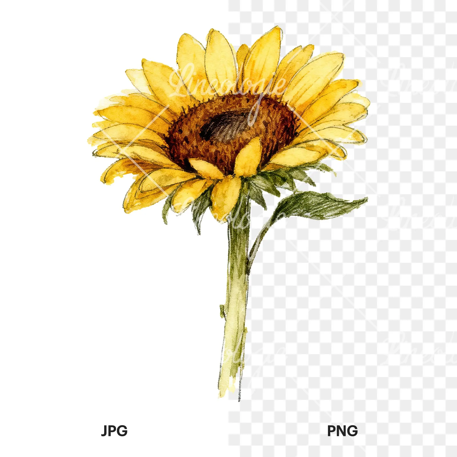 Watercolor single sunflower clipart 4 of 9, as a JPG on white and a transparent PNG