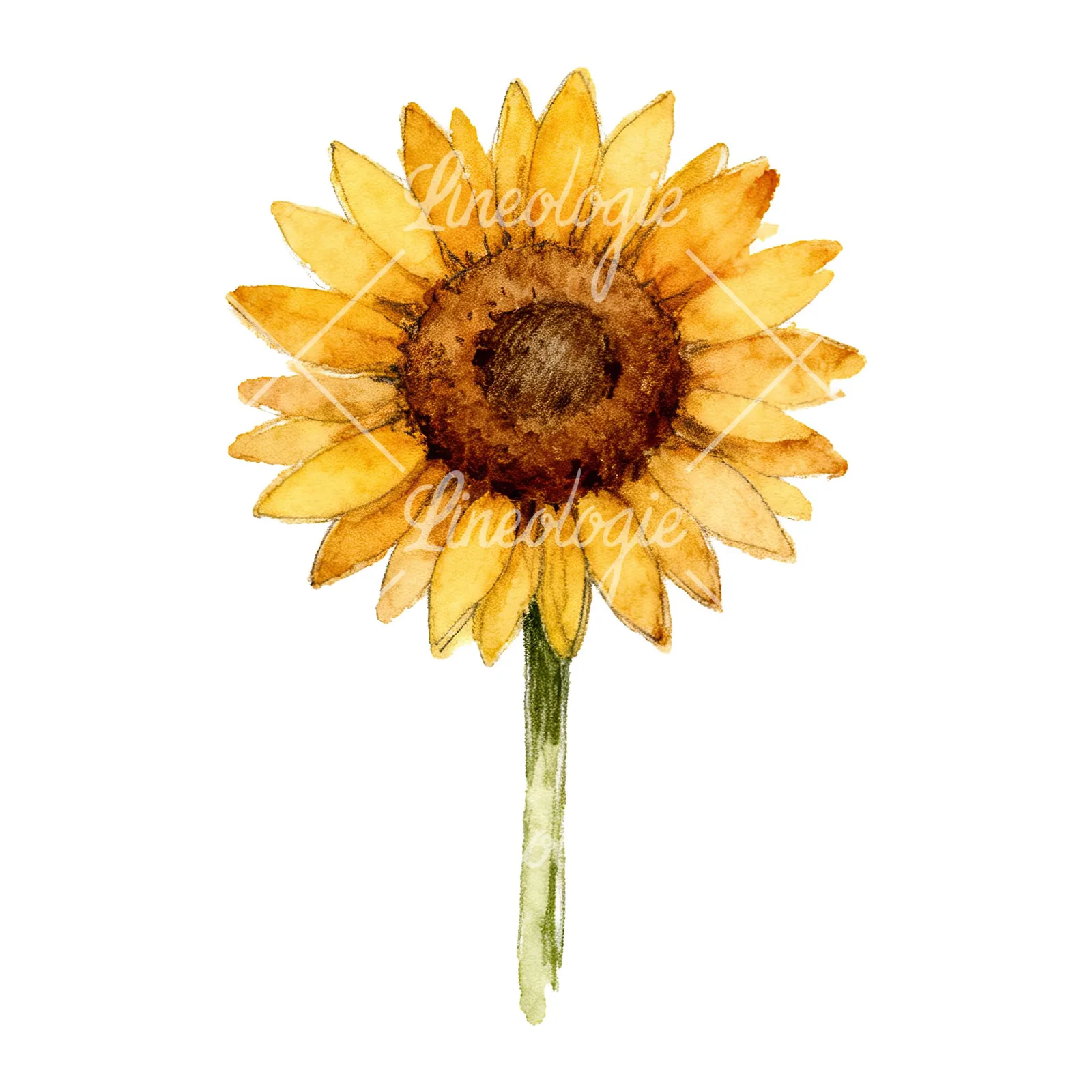 Watercolor single sunflower clipart 5 of 9 on a white background (JPG)