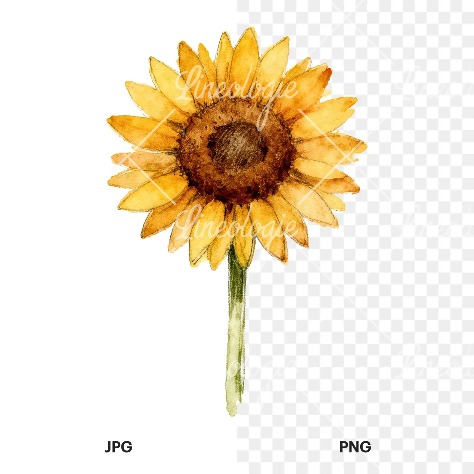 Watercolor single sunflower clipart 5 of 9, as a JPG on white and a transparent PNG