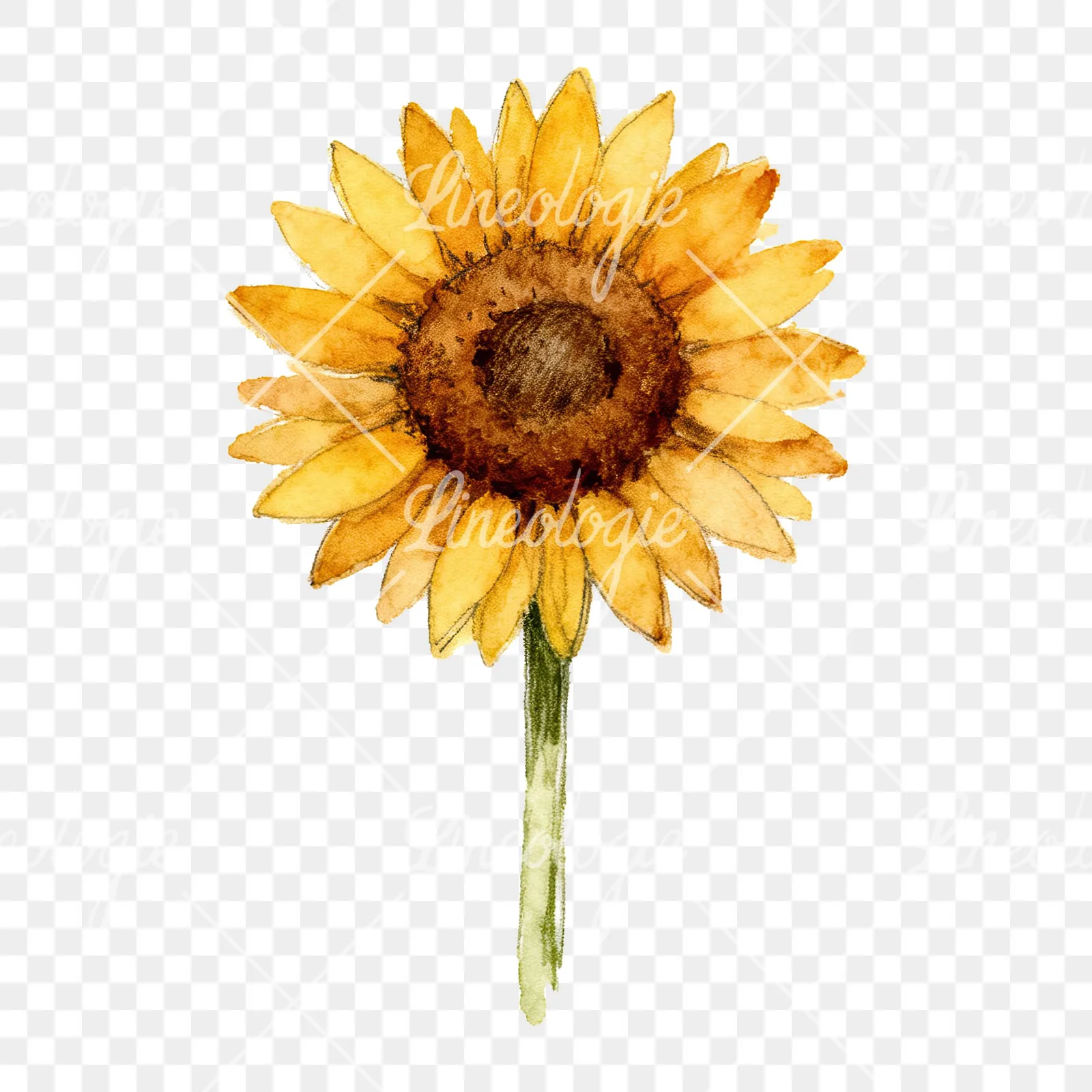 Watercolor single sunflower clipart 5 of 9 on a transparent background (PNG)