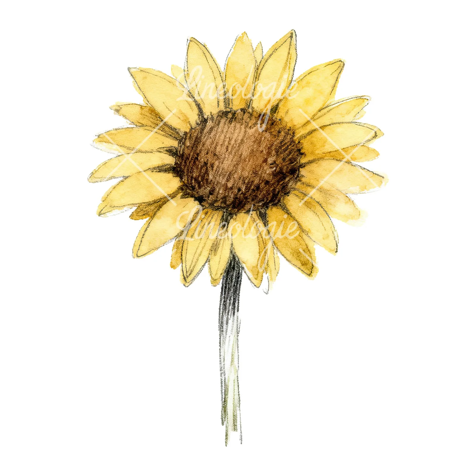 Watercolor single sunflower clipart 6 of 9 on a white background (JPG)