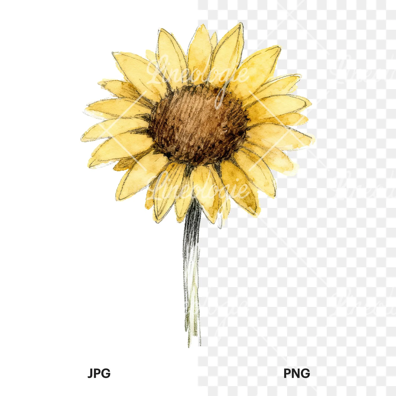 Watercolor single sunflower clipart 6 of 9, as a JPG on white and a transparent PNG