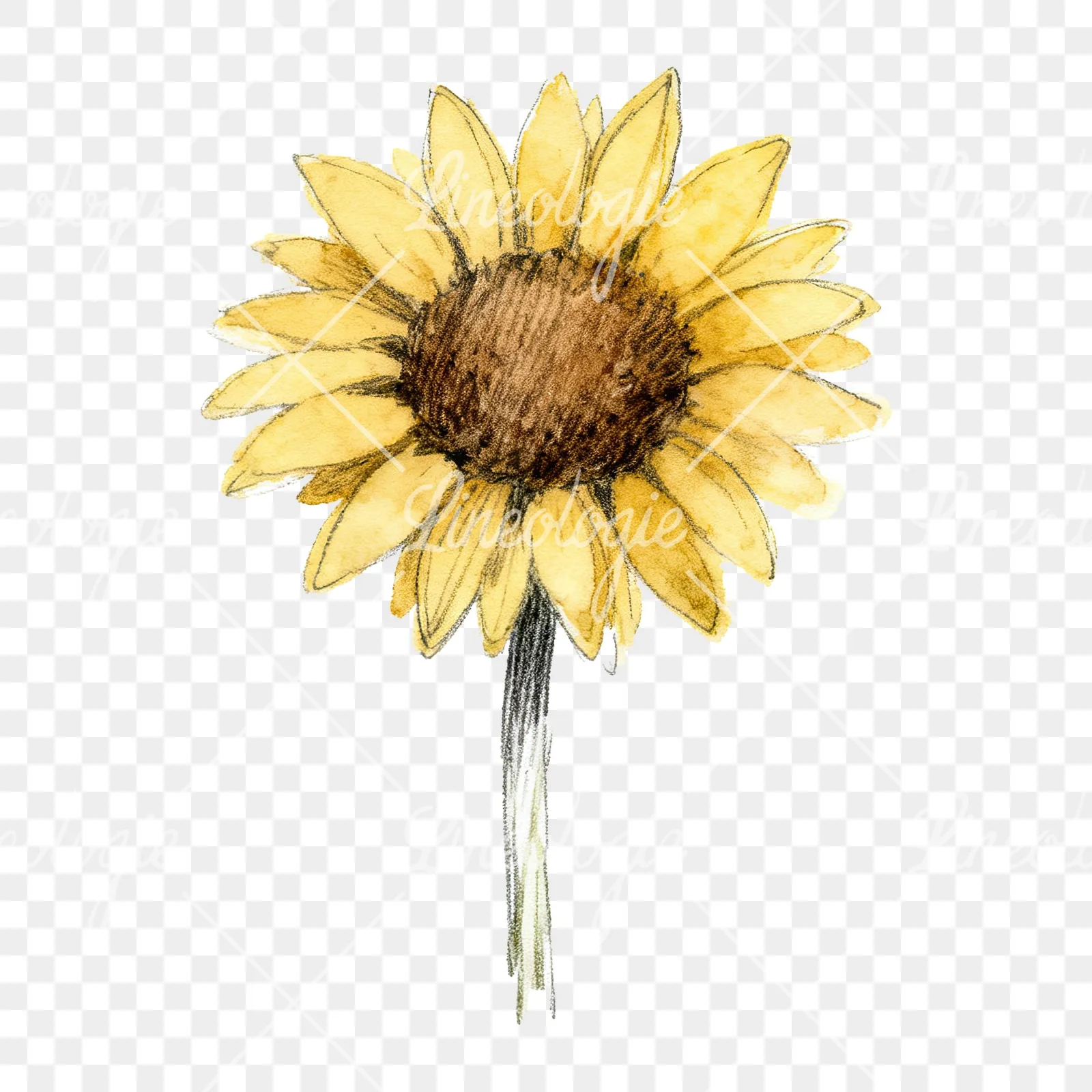Watercolor single sunflower clipart 6 of 9 on a transparent background (PNG)