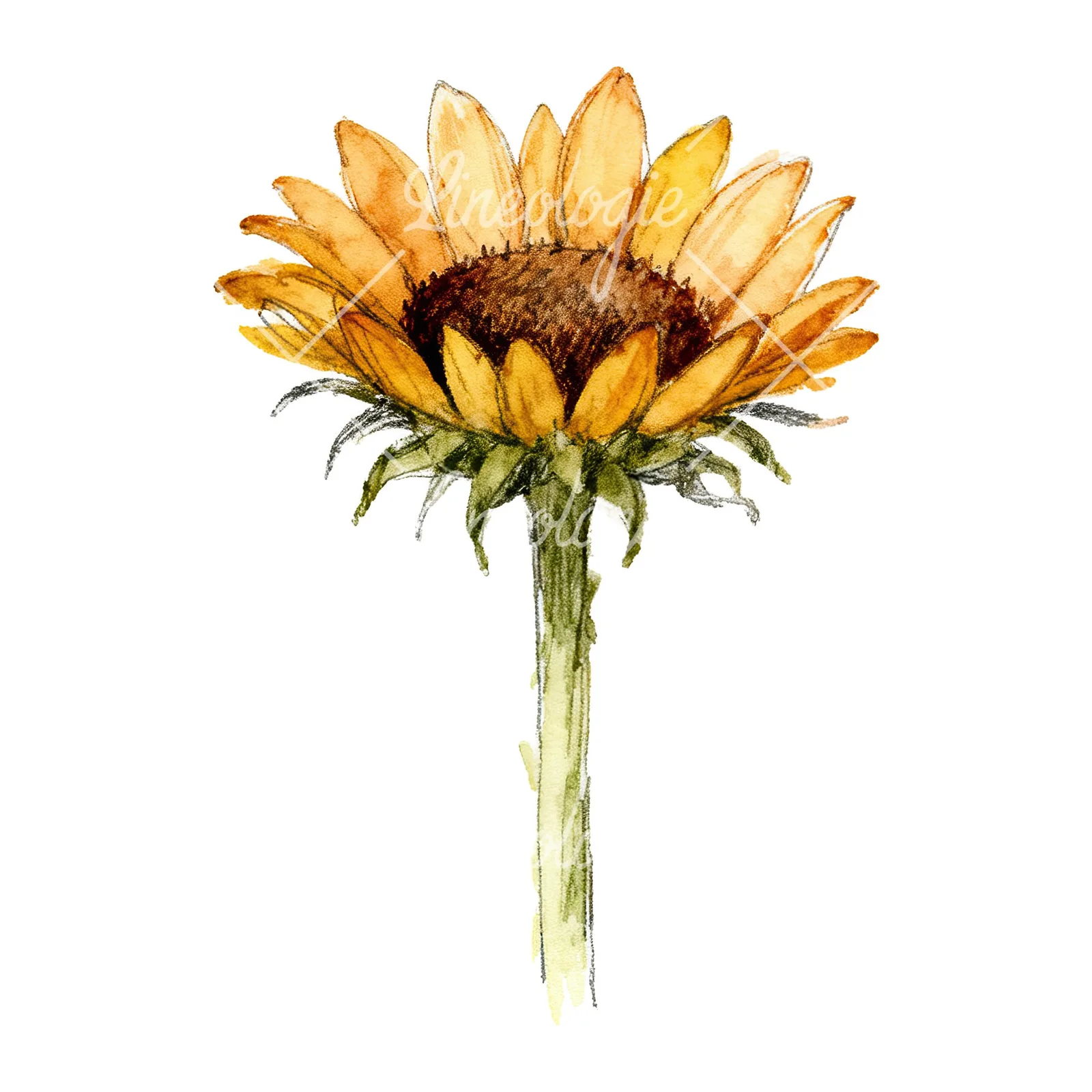 Watercolor single sunflower clipart 7 of 9 on a white background (JPG)