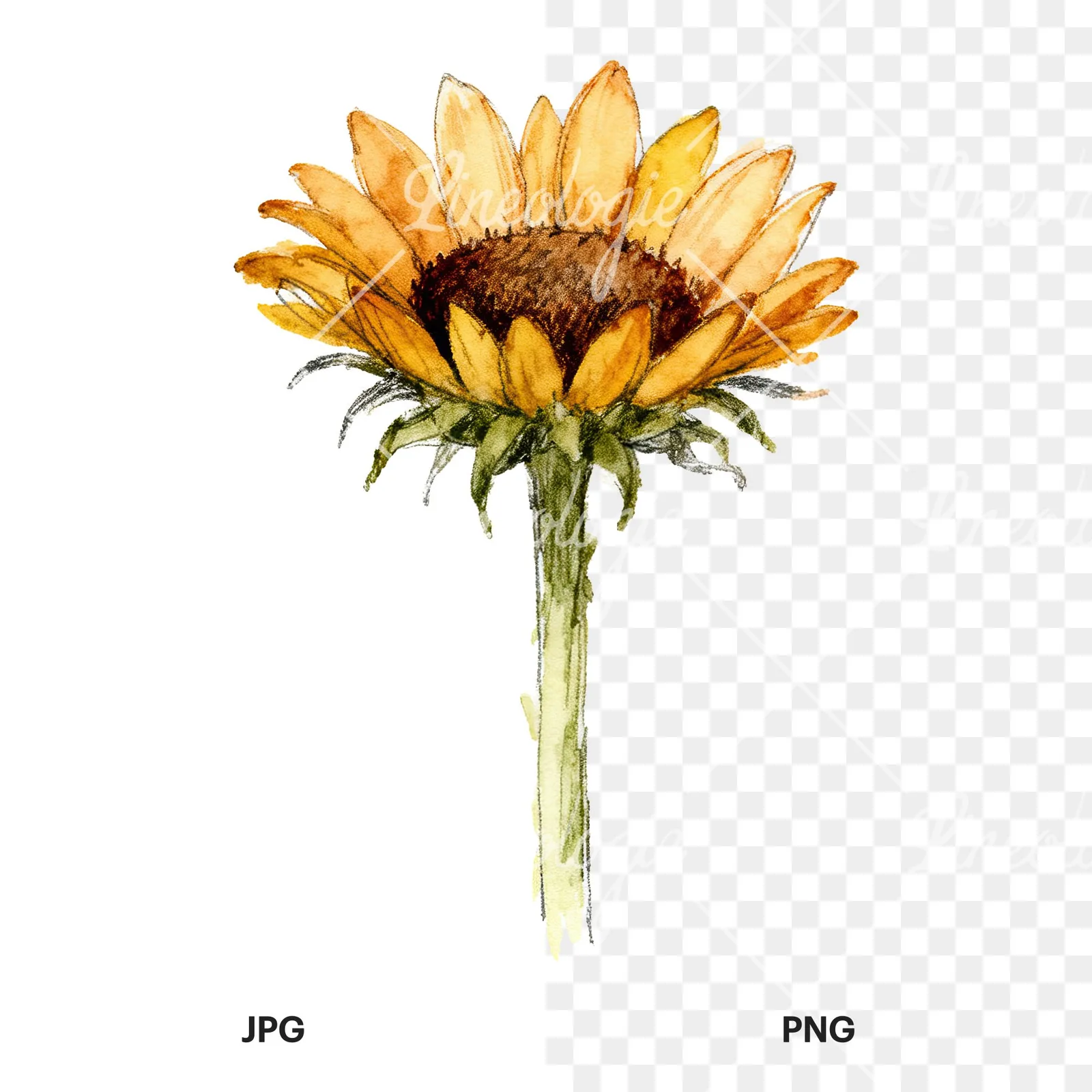 Watercolor single sunflower clipart 7 of 9, as a JPG on white and a transparent PNG