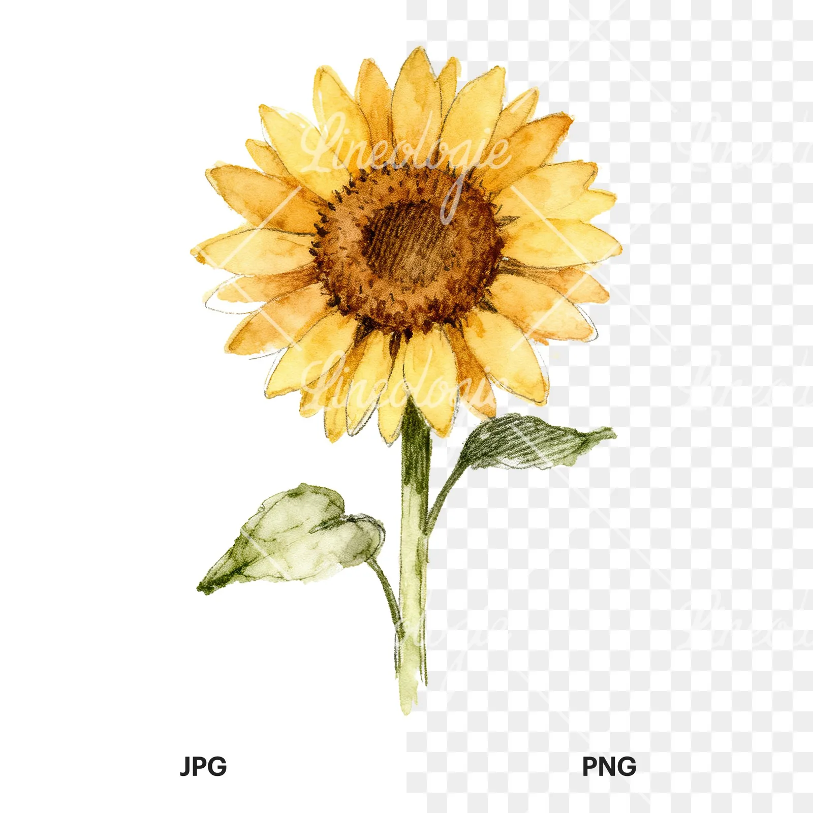 Watercolor single sunflower clipart 8 of 9, as a JPG on white and a transparent PNG