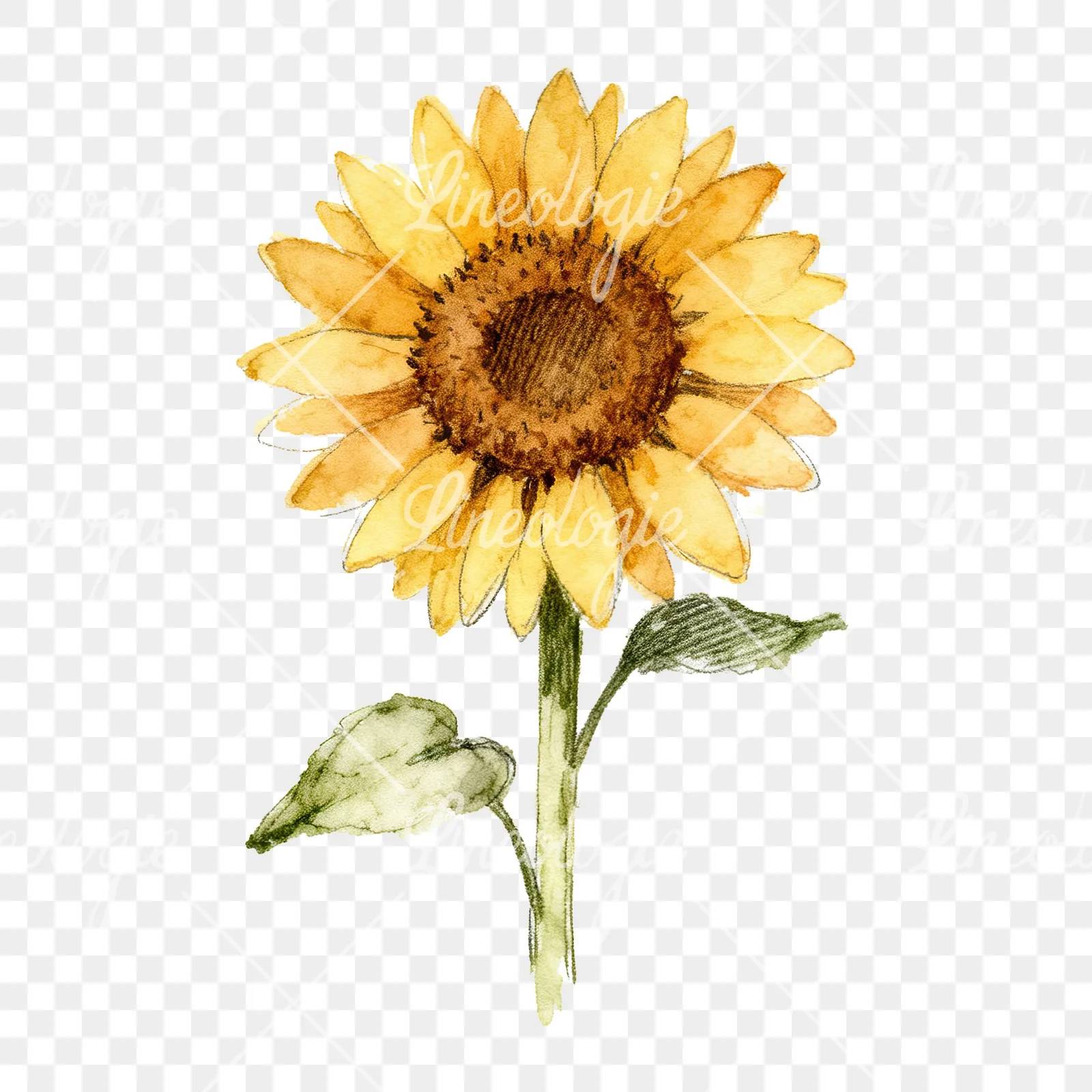 Watercolor single sunflower clipart 8 of 9 on a transparent background (PNG)