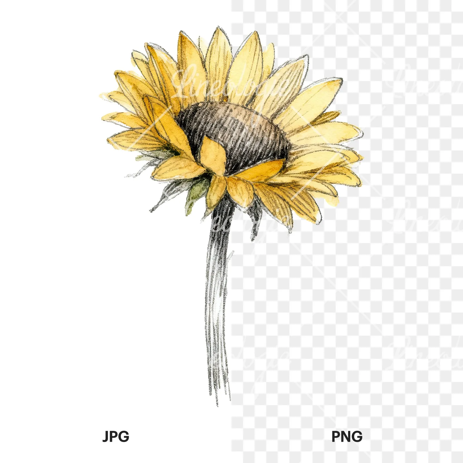 Watercolor single sunflower clipart 9 of 9, as a JPG on white and a transparent PNG